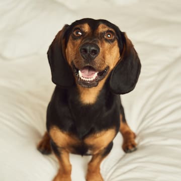a dog sitting on a bed