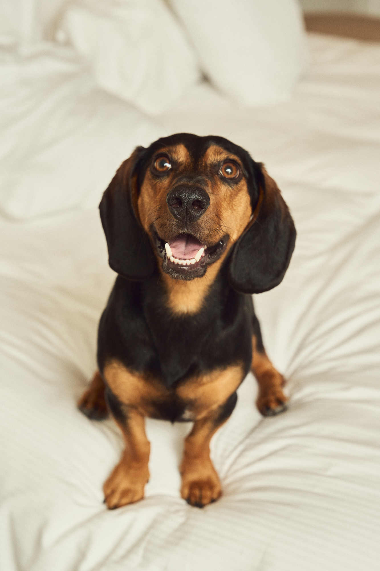 Black and tan dachshund dog with open mouth sitting on white bed.