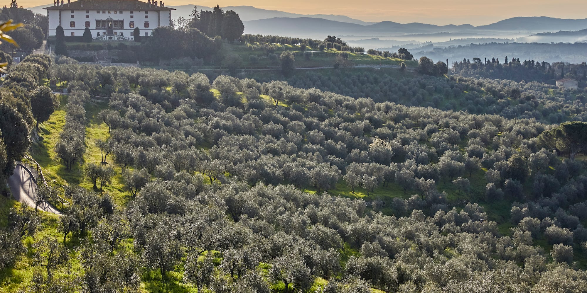 a house on a hill with trees