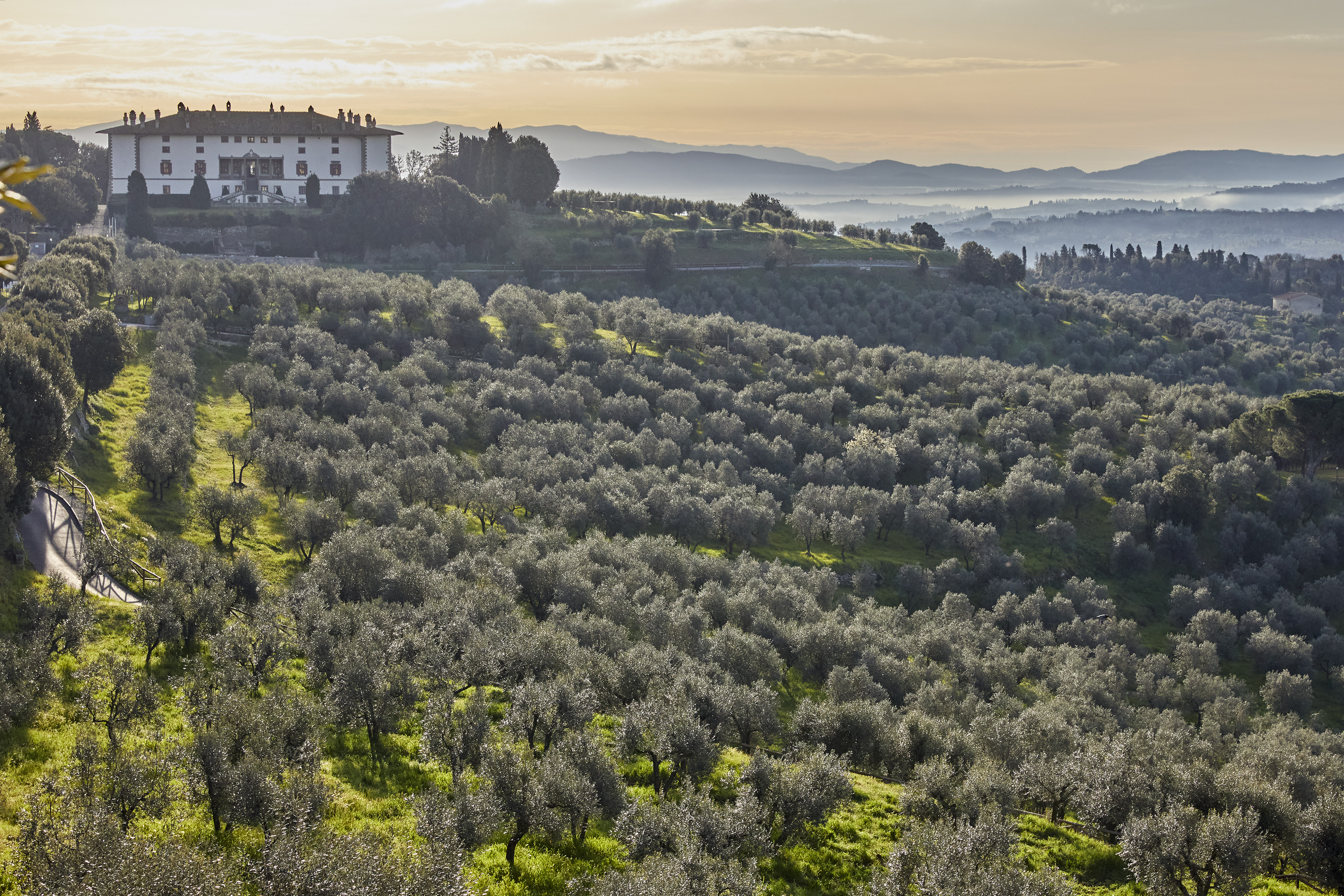 Vast olive grove with a Tuscan villa on a hill and misty hills at sunrise.