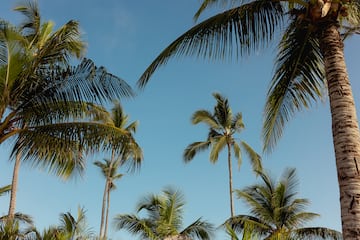 Tropical palm trees and green fronds against a clear blue sky.