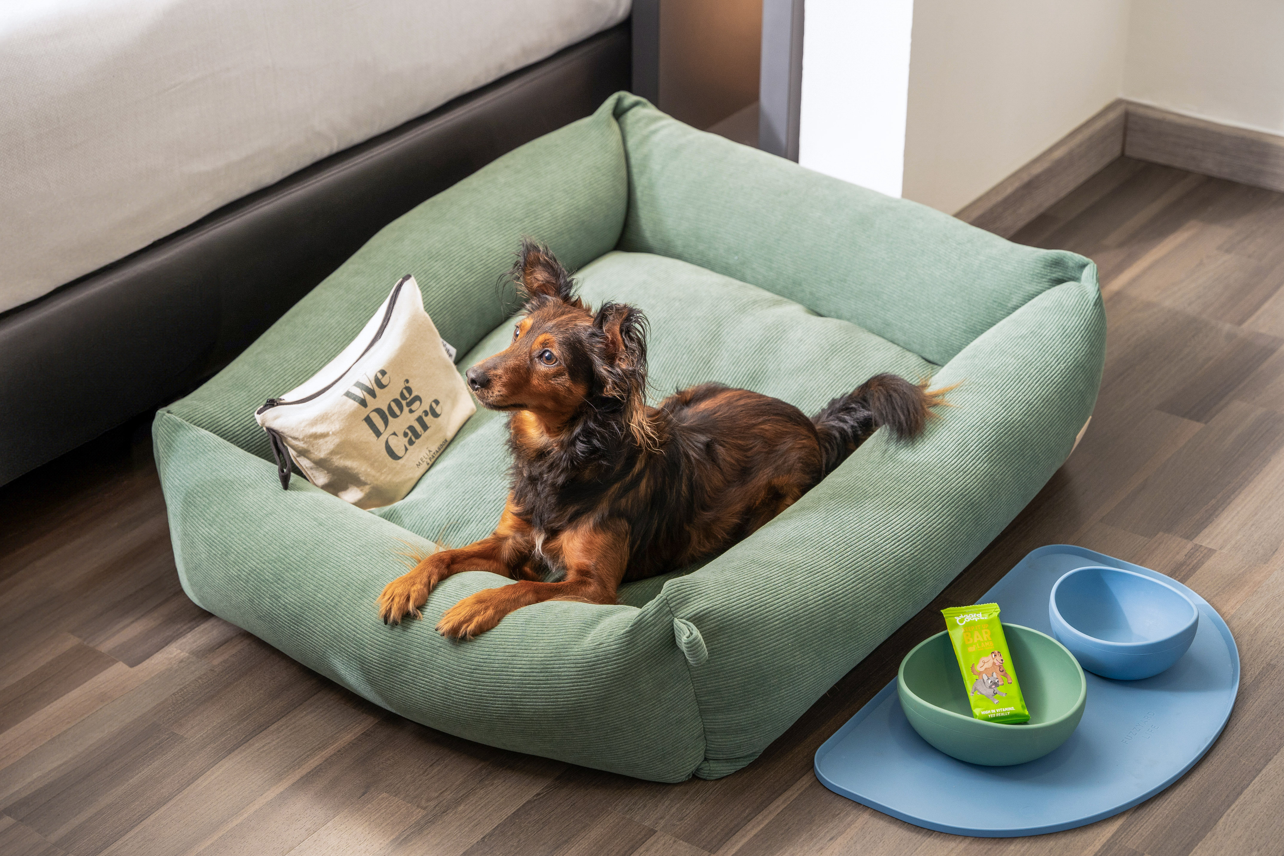 Small dog in comfy green corduroy dog bed with pet food bowls and treat.