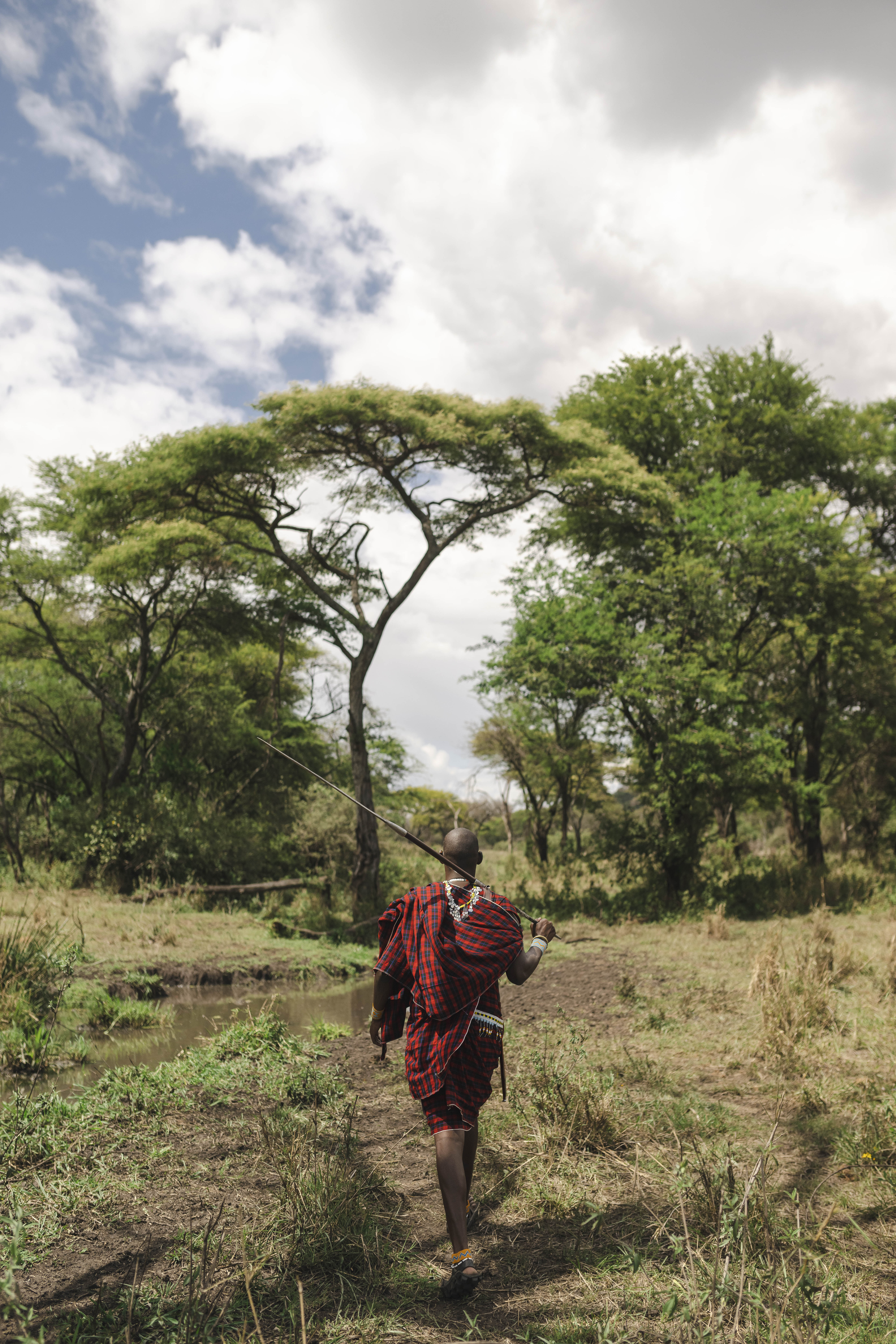 Maasai warrior in red plaid shuka carrying spear, walking savanna path.