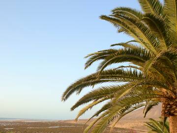a palm tree with flowers and a sandy beach