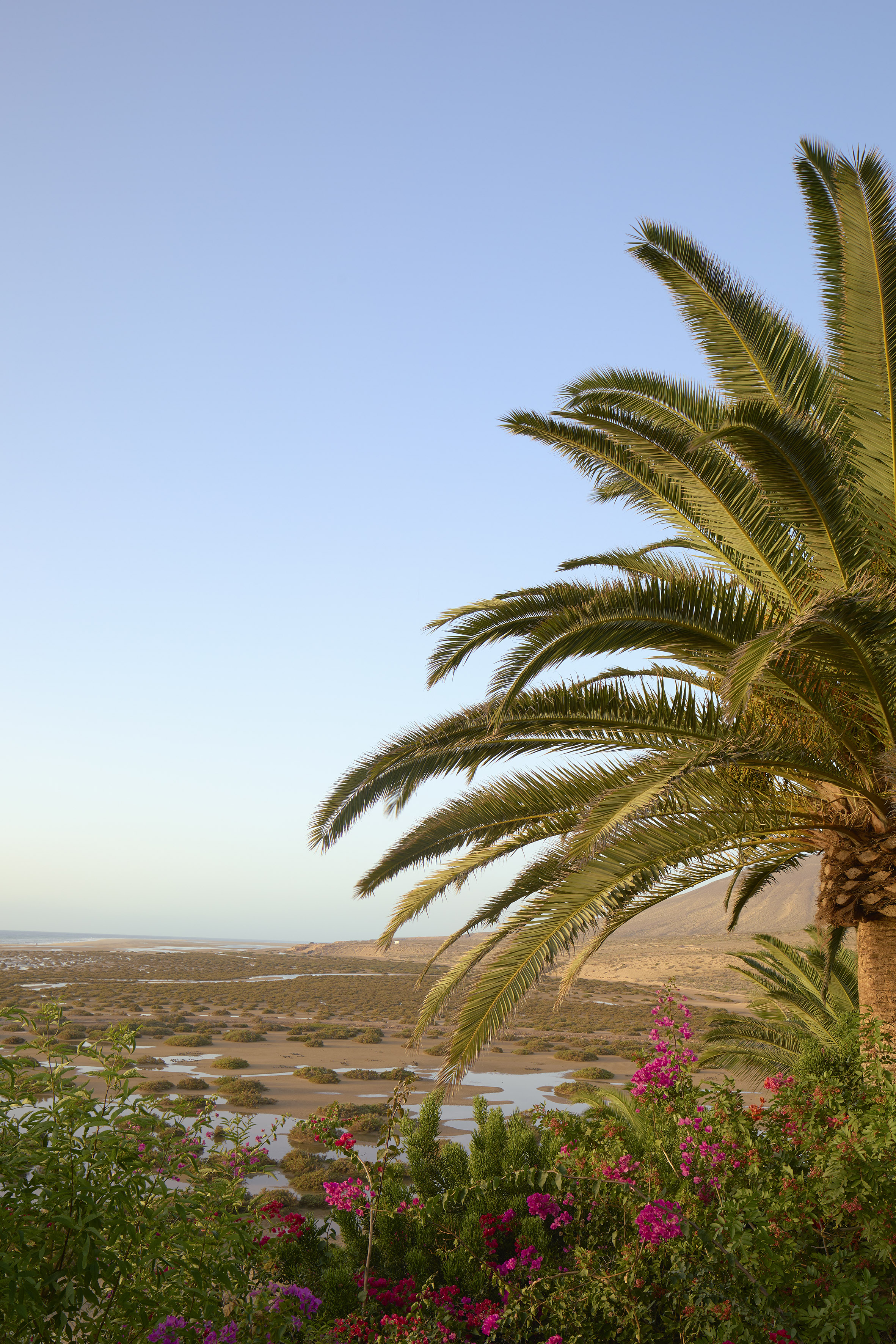 a palm tree with flowers and a sandy beach