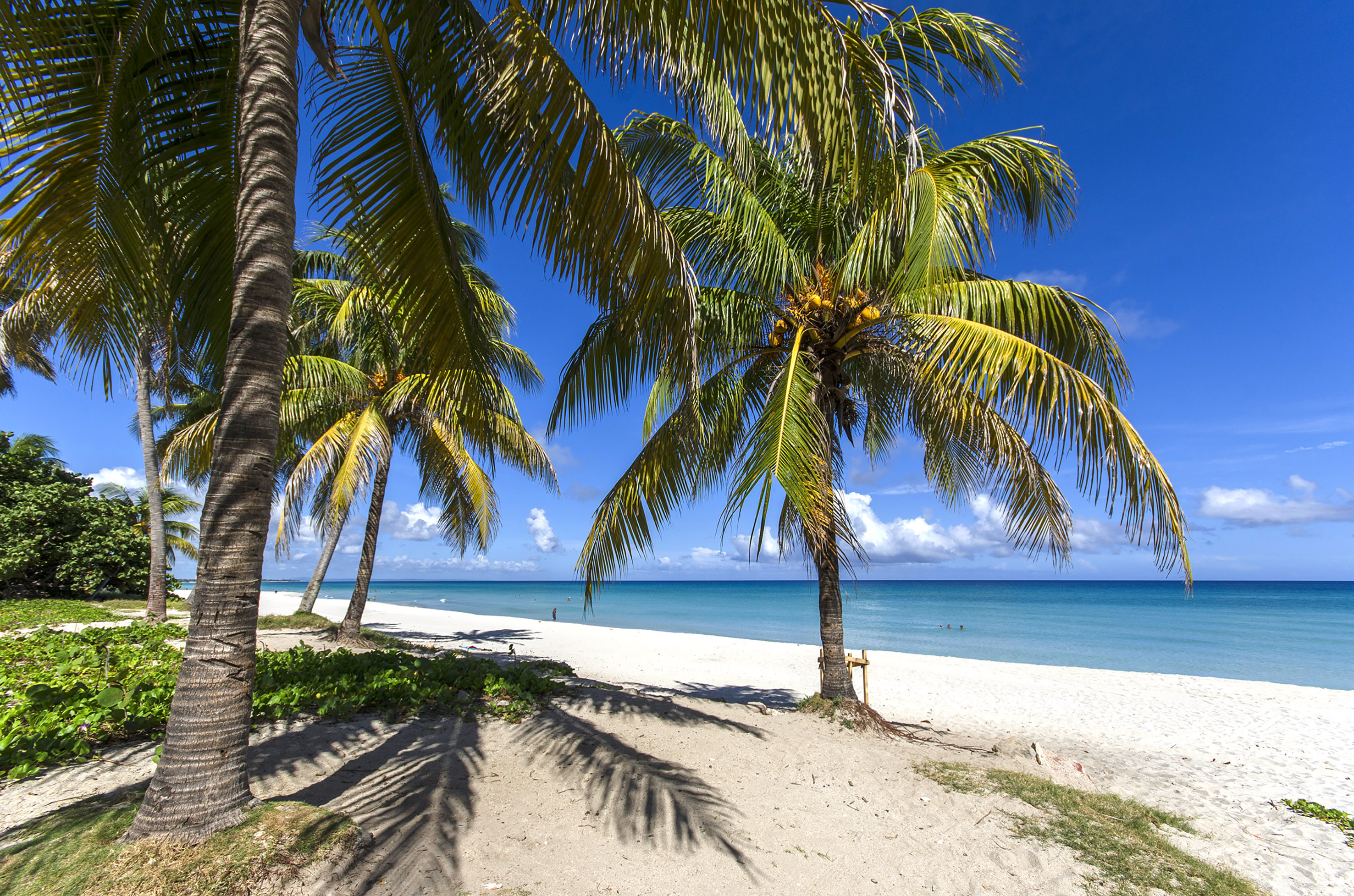 palm trees on a beach