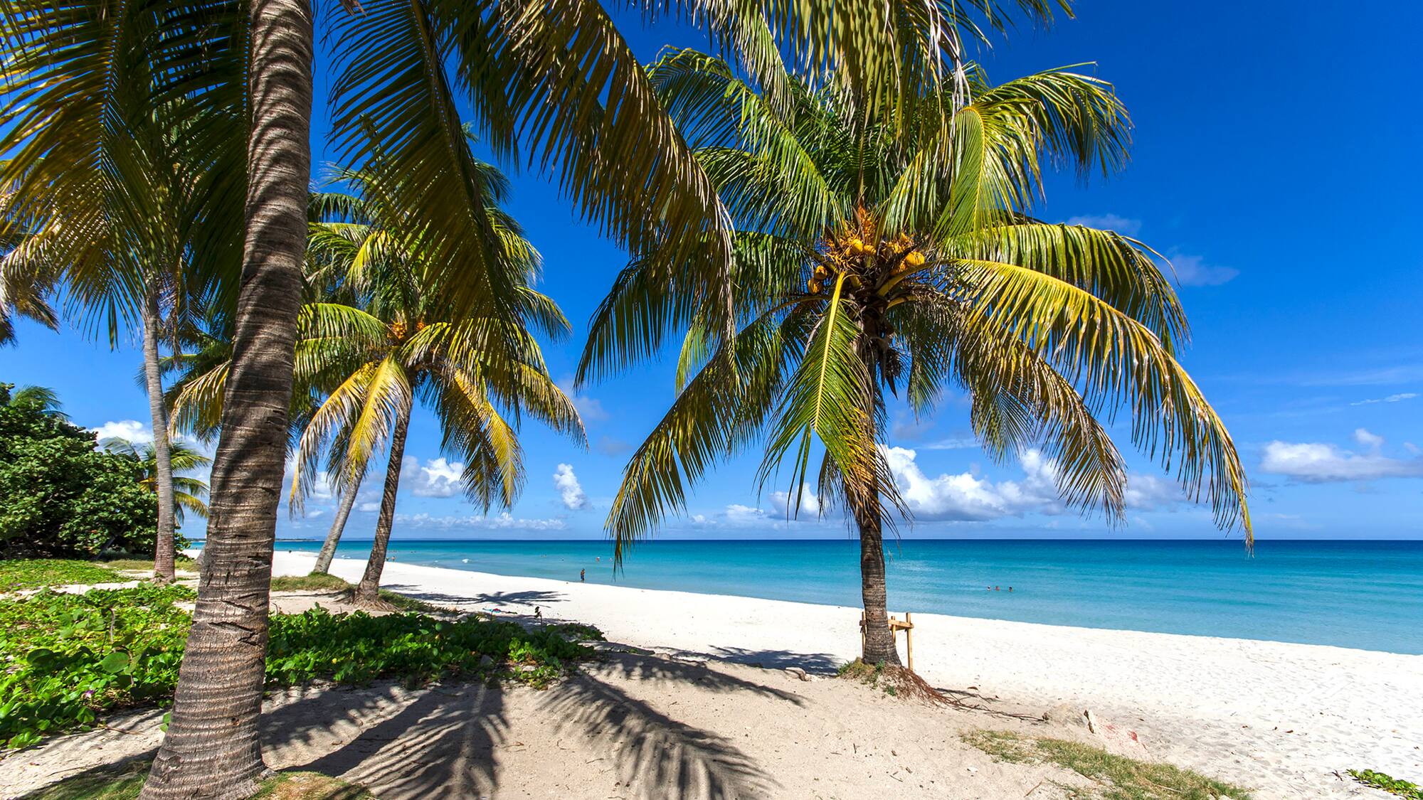 palm trees on a beach