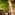 Close-up of green unripe bananas growing in a sunny banana plantation.