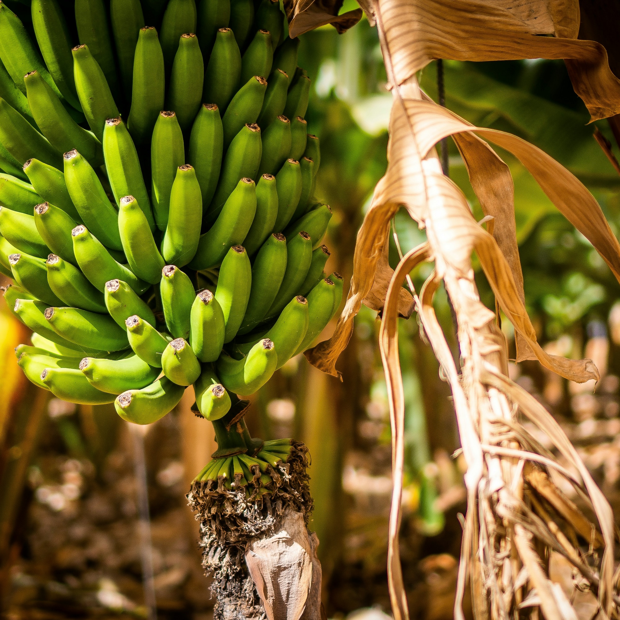 Close-up of green unripe bananas growing in a sunny banana plantation.
