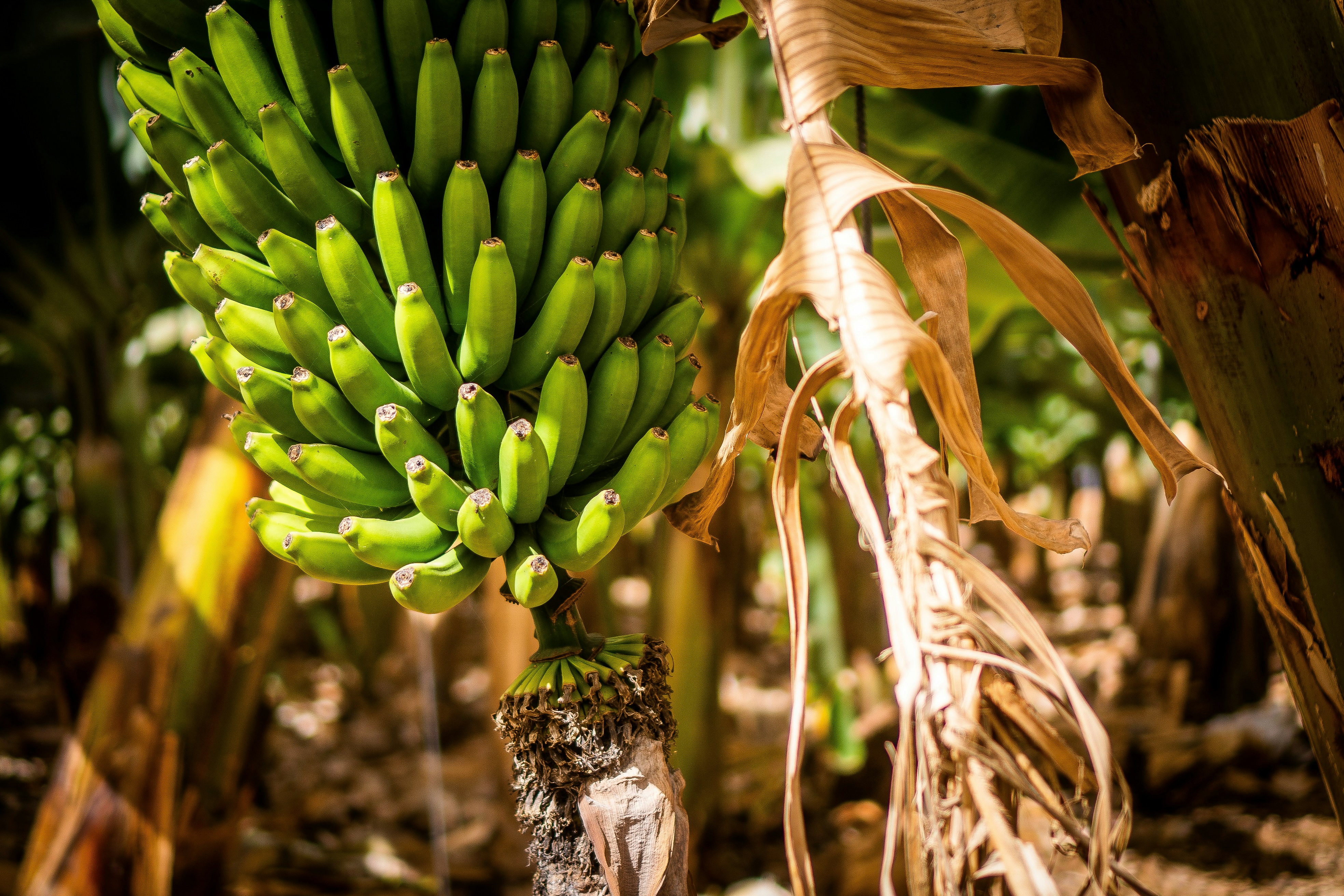Close-up of green unripe bananas growing in a sunny banana plantation.