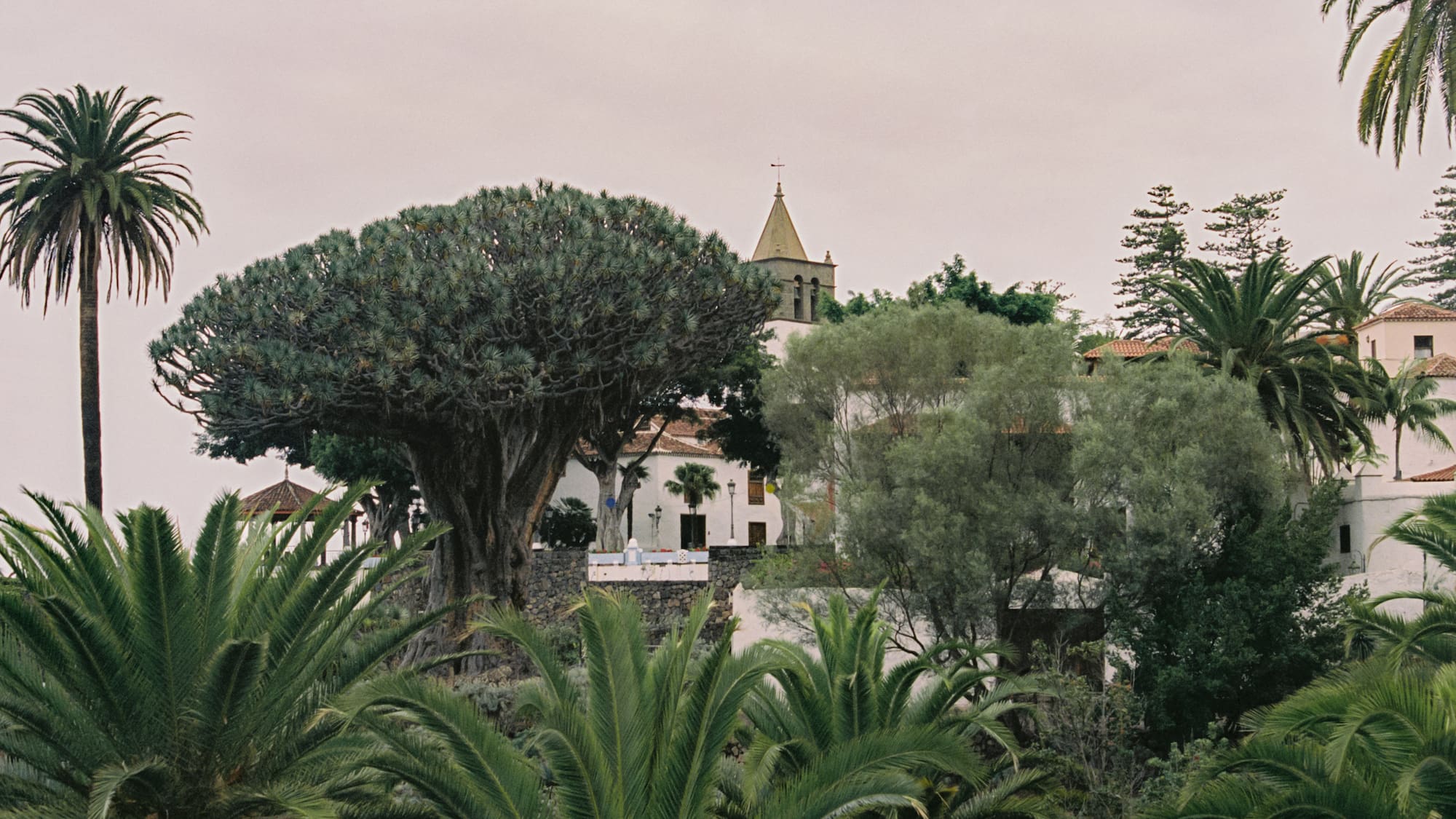 a building with a tree and a building in the background