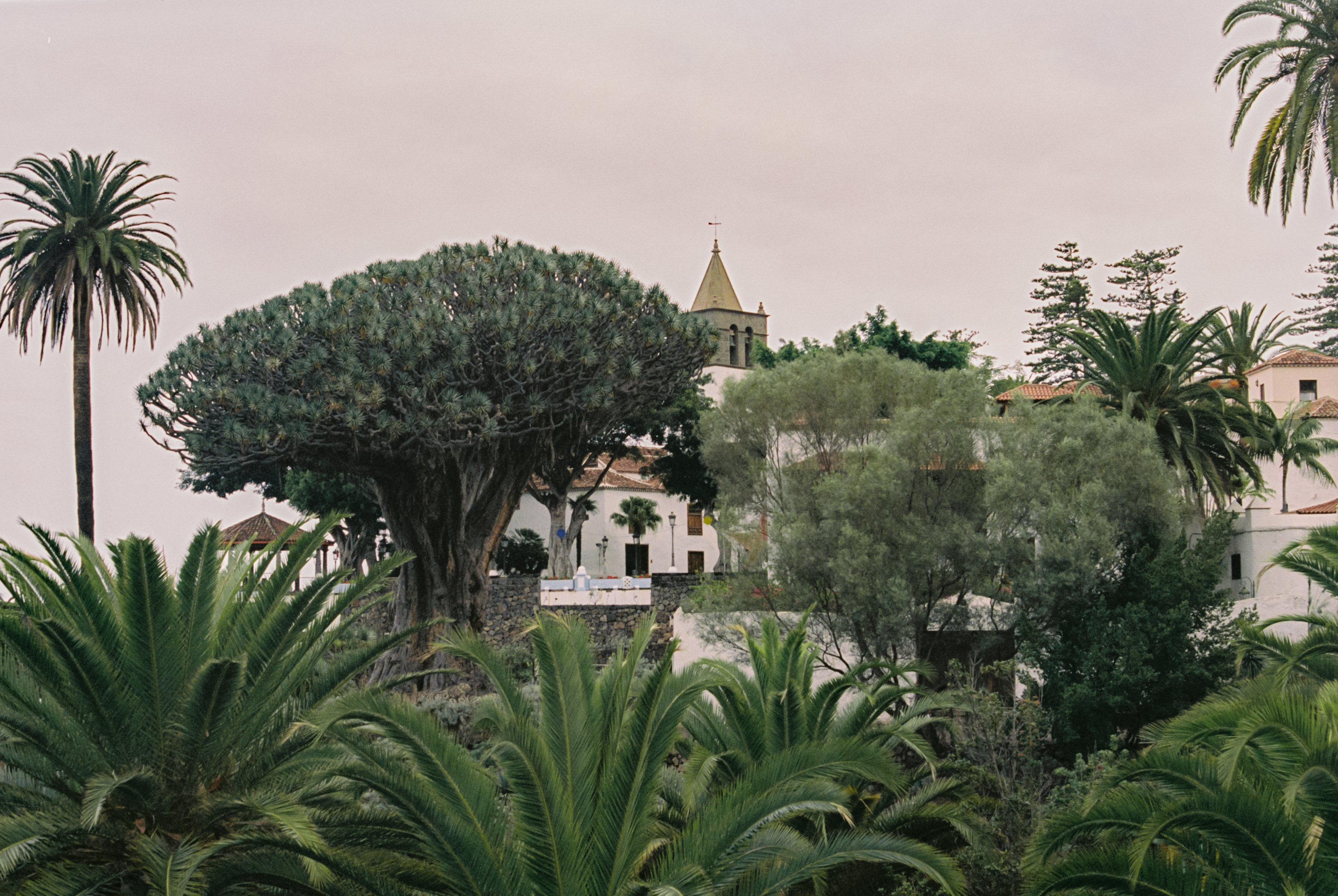 a building with a tree and a building in the background
