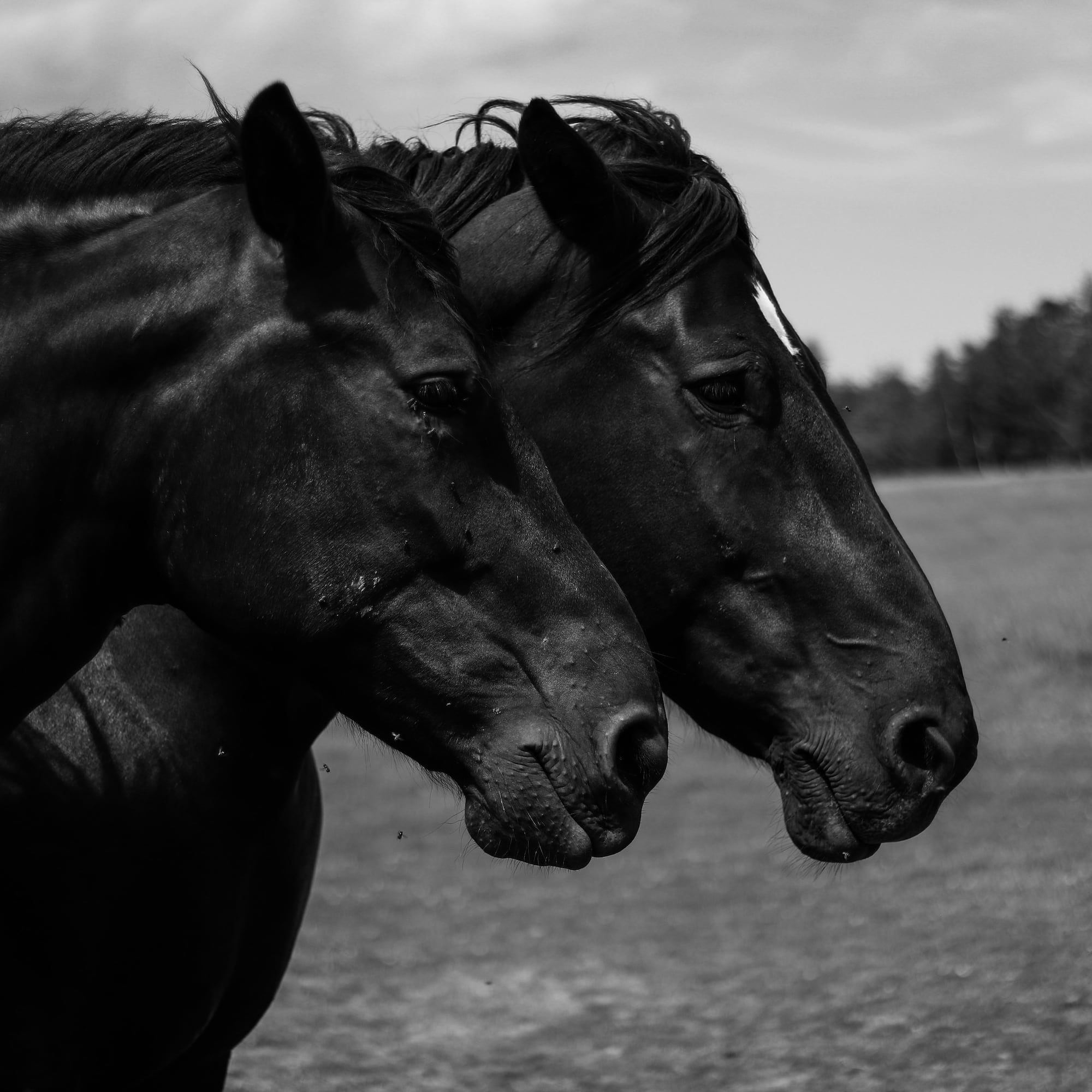 Cabezas de dos caballos negros en blanco y negro en pastizal.