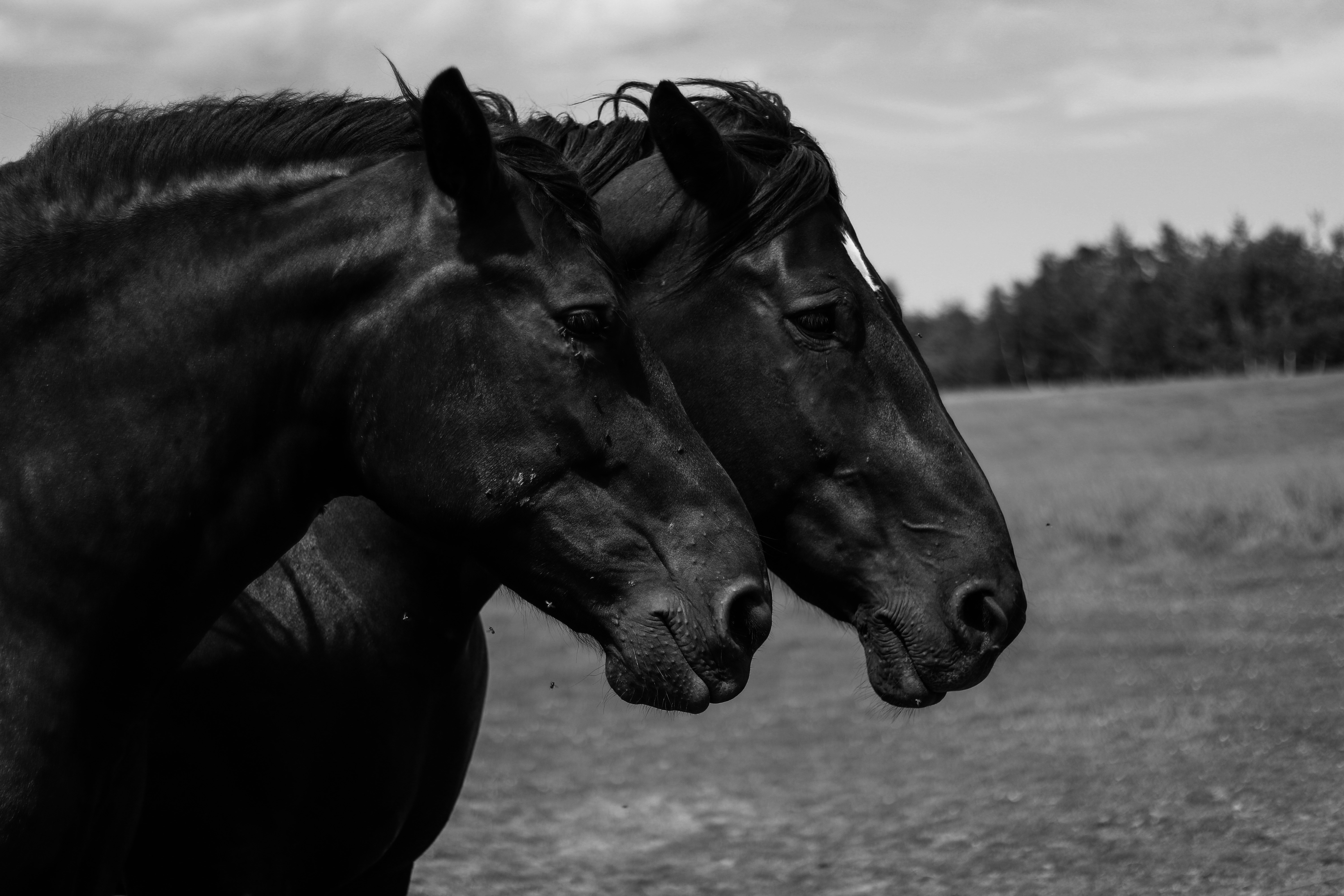 Cabezas de dos caballos negros en blanco y negro en pastizal.
