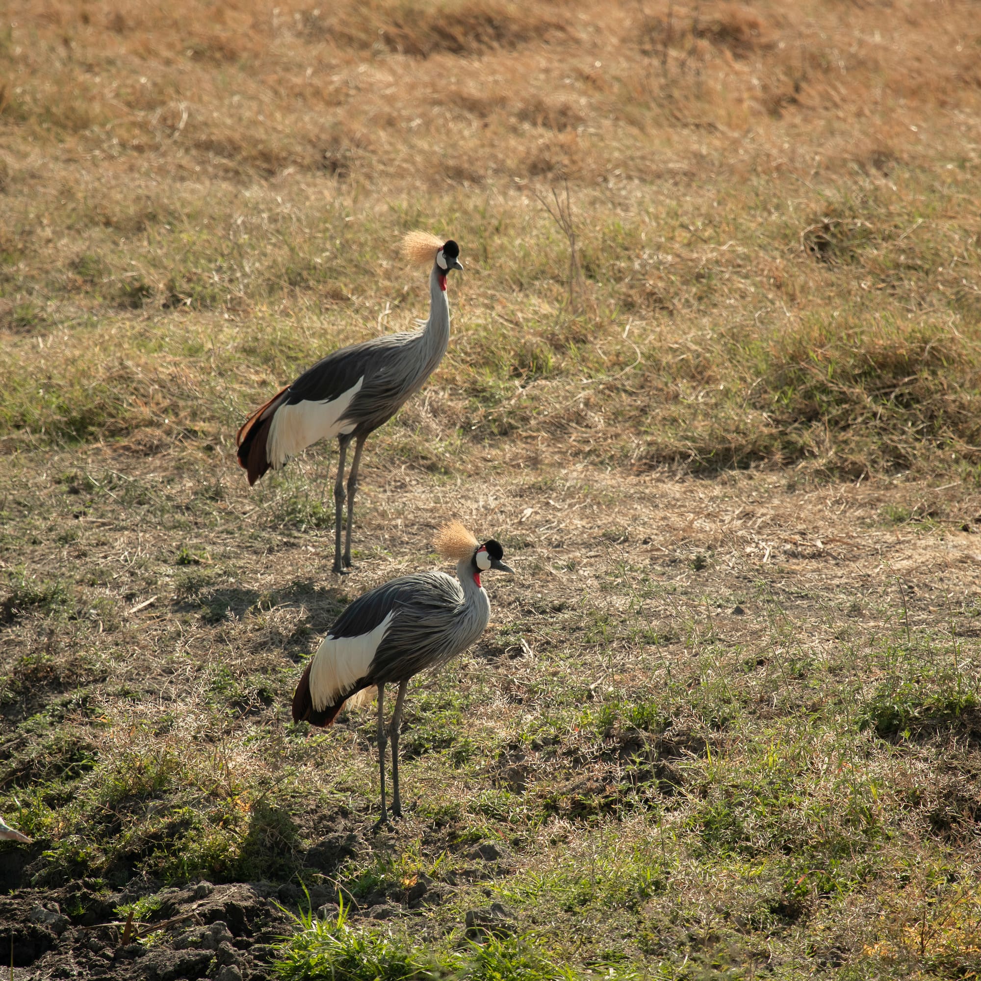 birds standing in a field