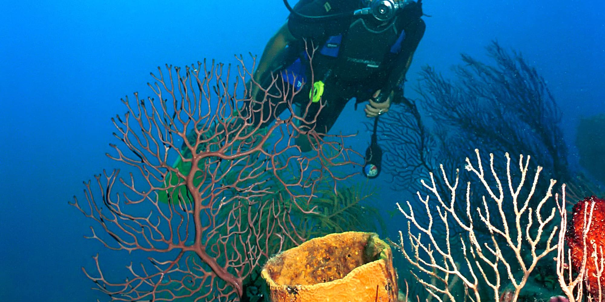 a woman scuba diving under water