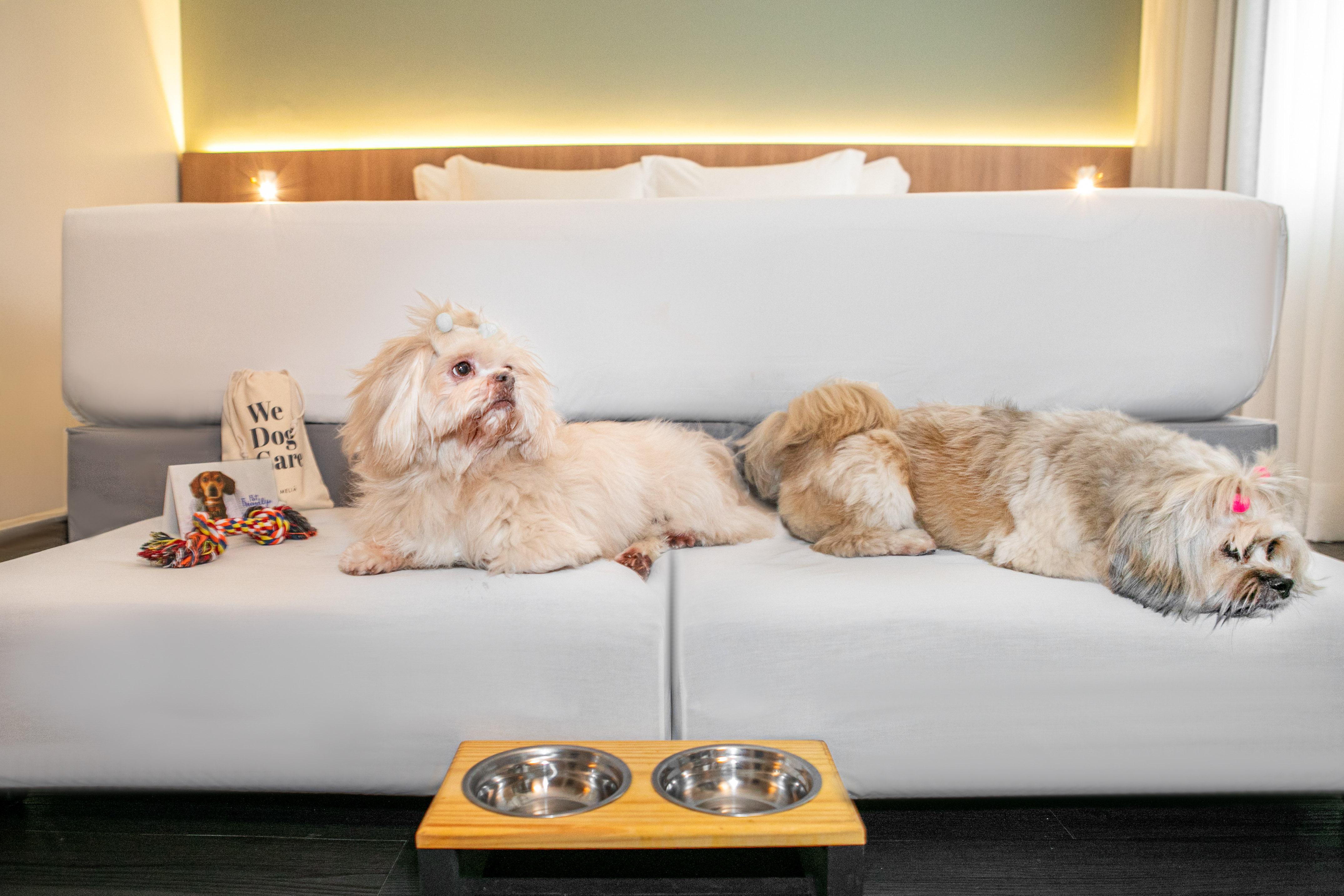 Two fluffy dogs relax on a hotel bed with pet bowls and accessories. Pet-friendly.