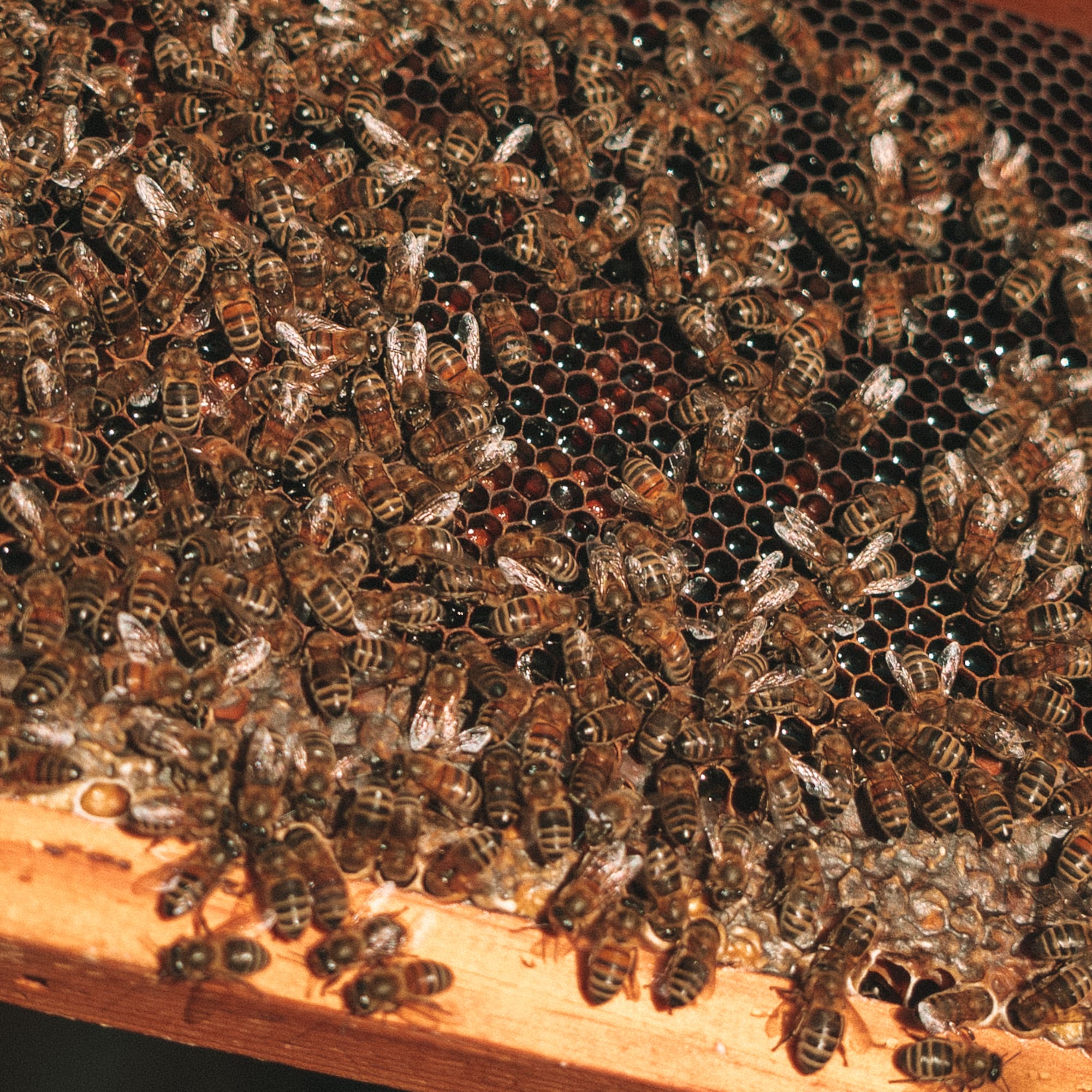a group of bees on a honeycomb
