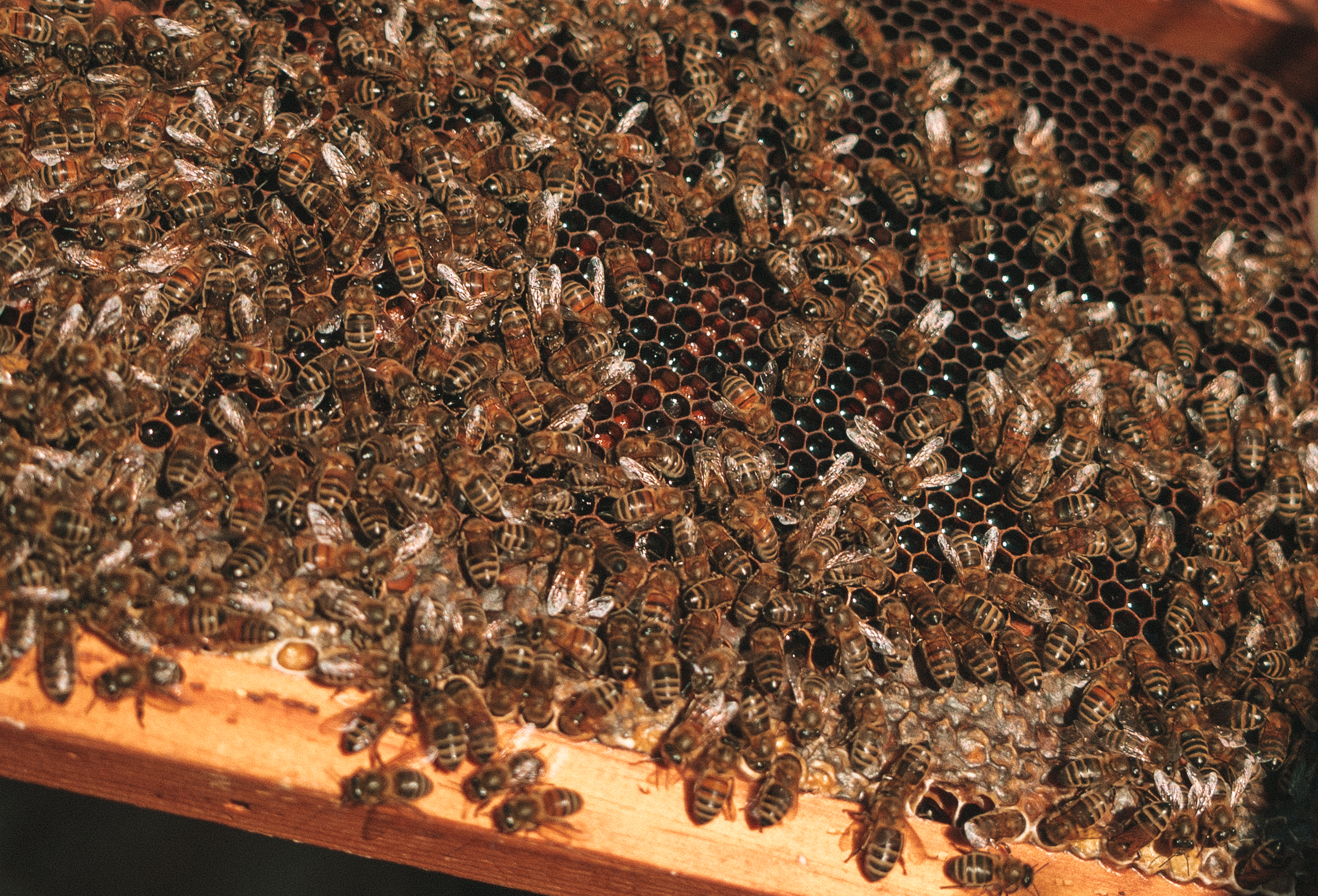 a group of bees on a honeycomb