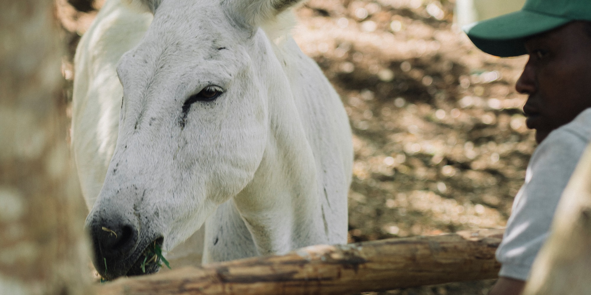 a man feeding a donkey