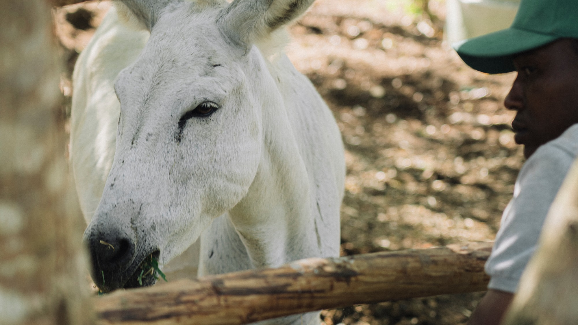 a man feeding a donkey