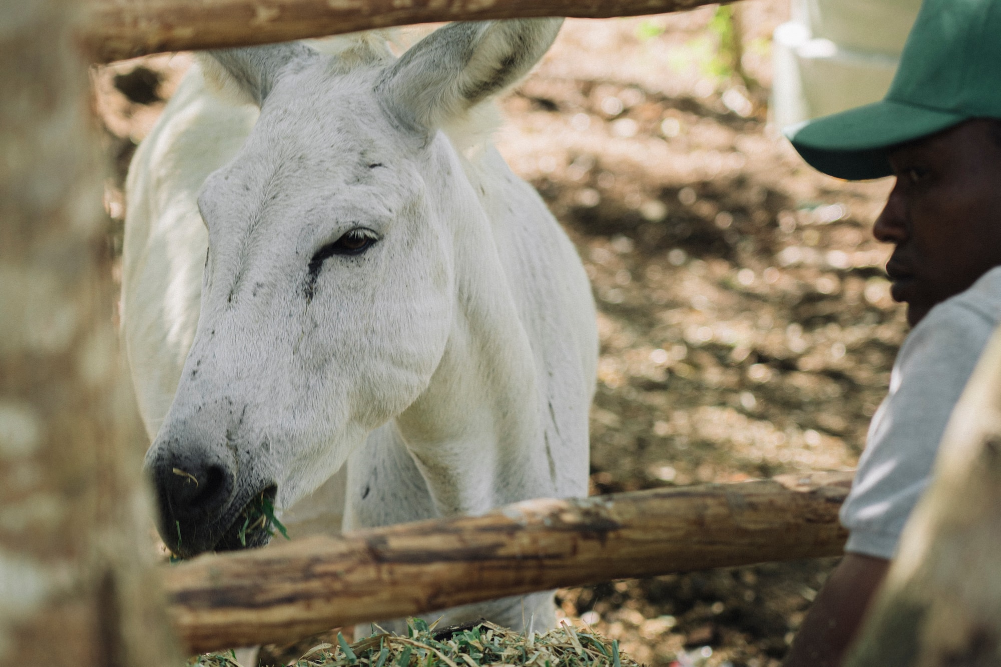 a man feeding a donkey