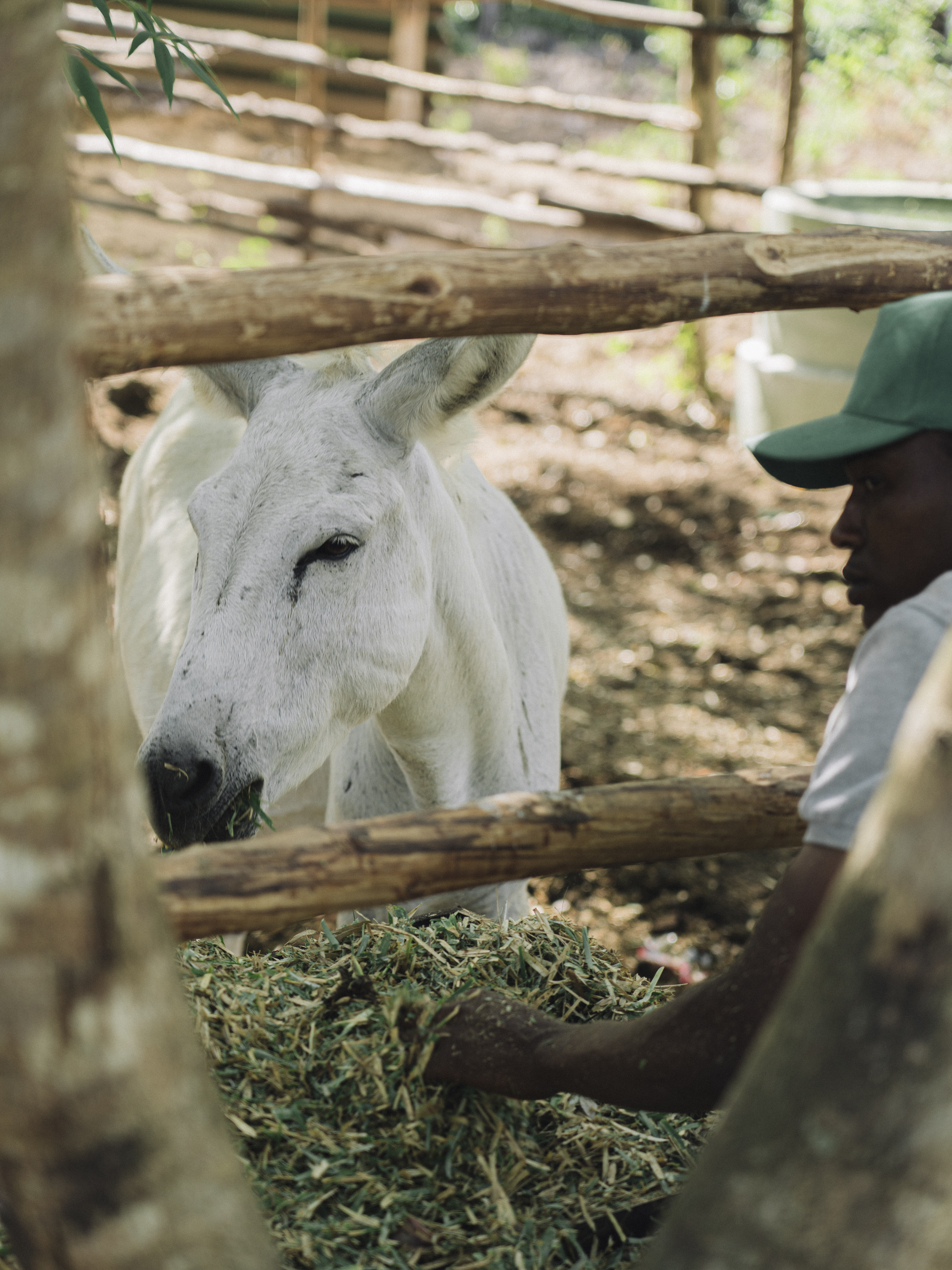 White donkey being fed fresh grass by a person in a rustic stable.