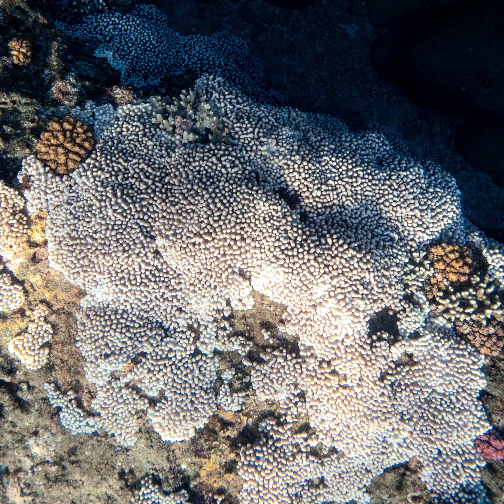 a coral reef with white and brown corals