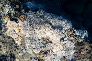 a coral reef with white and brown corals