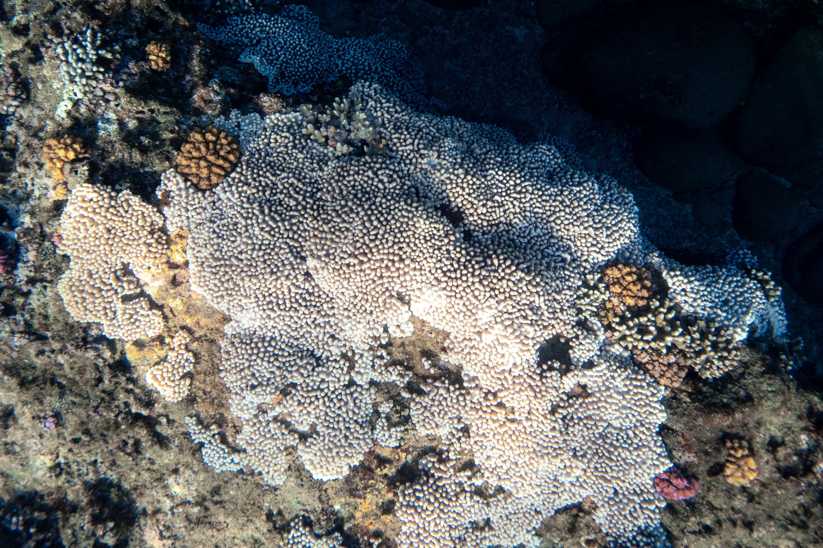 a coral reef with white and brown corals