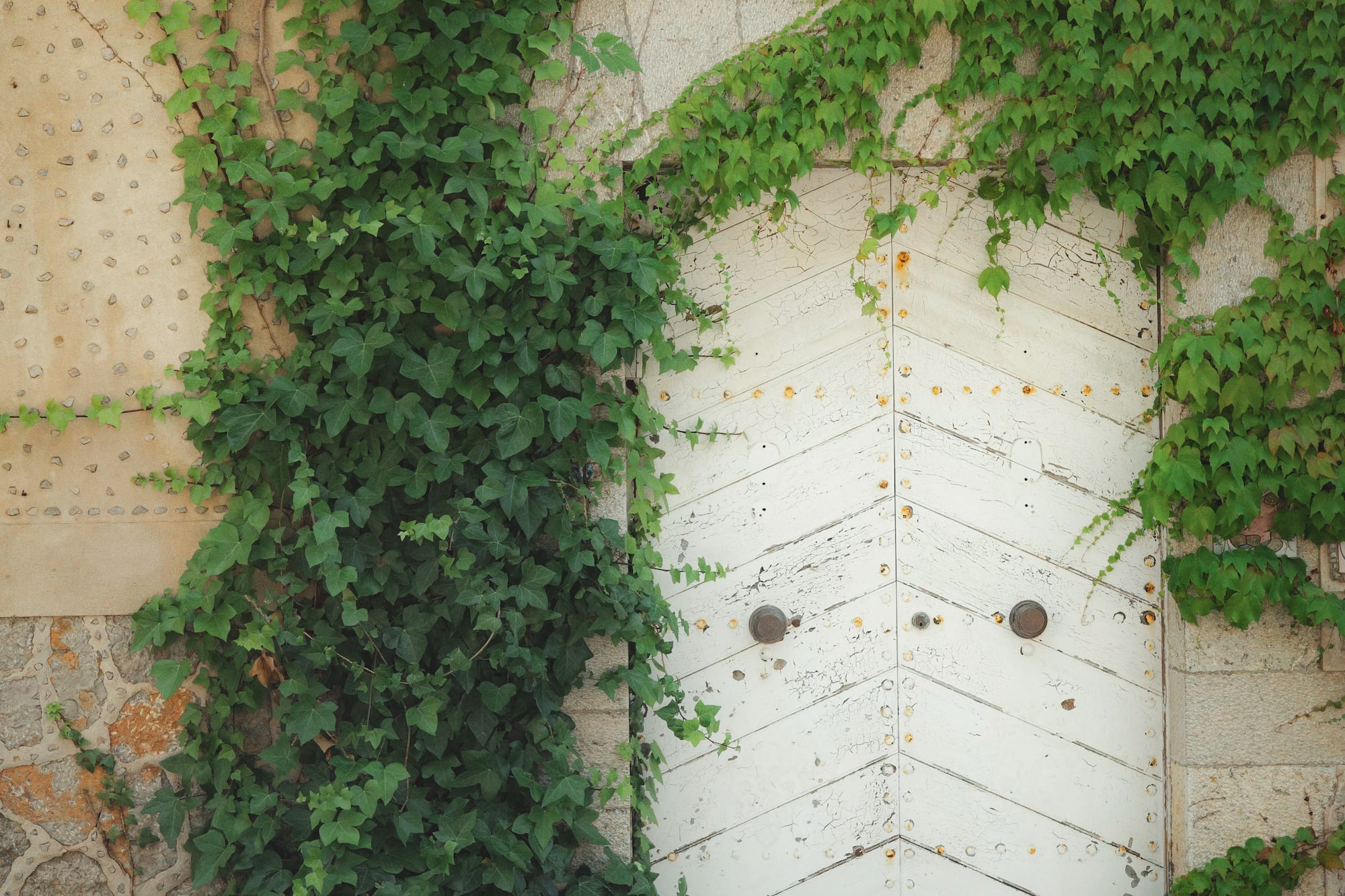 Overgrown green ivy on a rustic stone wall and weathered white wooden door.