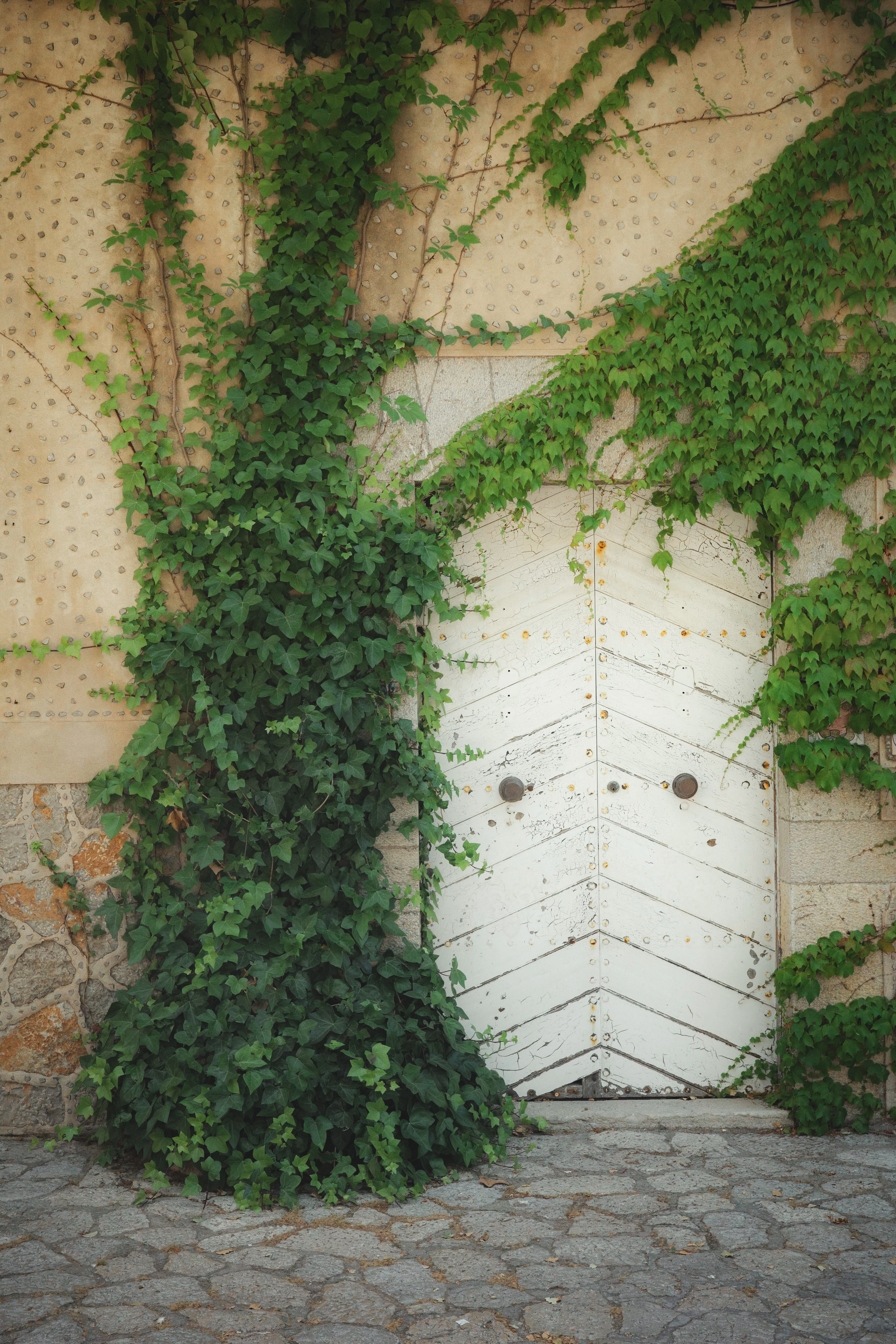 Overgrown green ivy on a rustic stone wall and weathered white wooden door.
