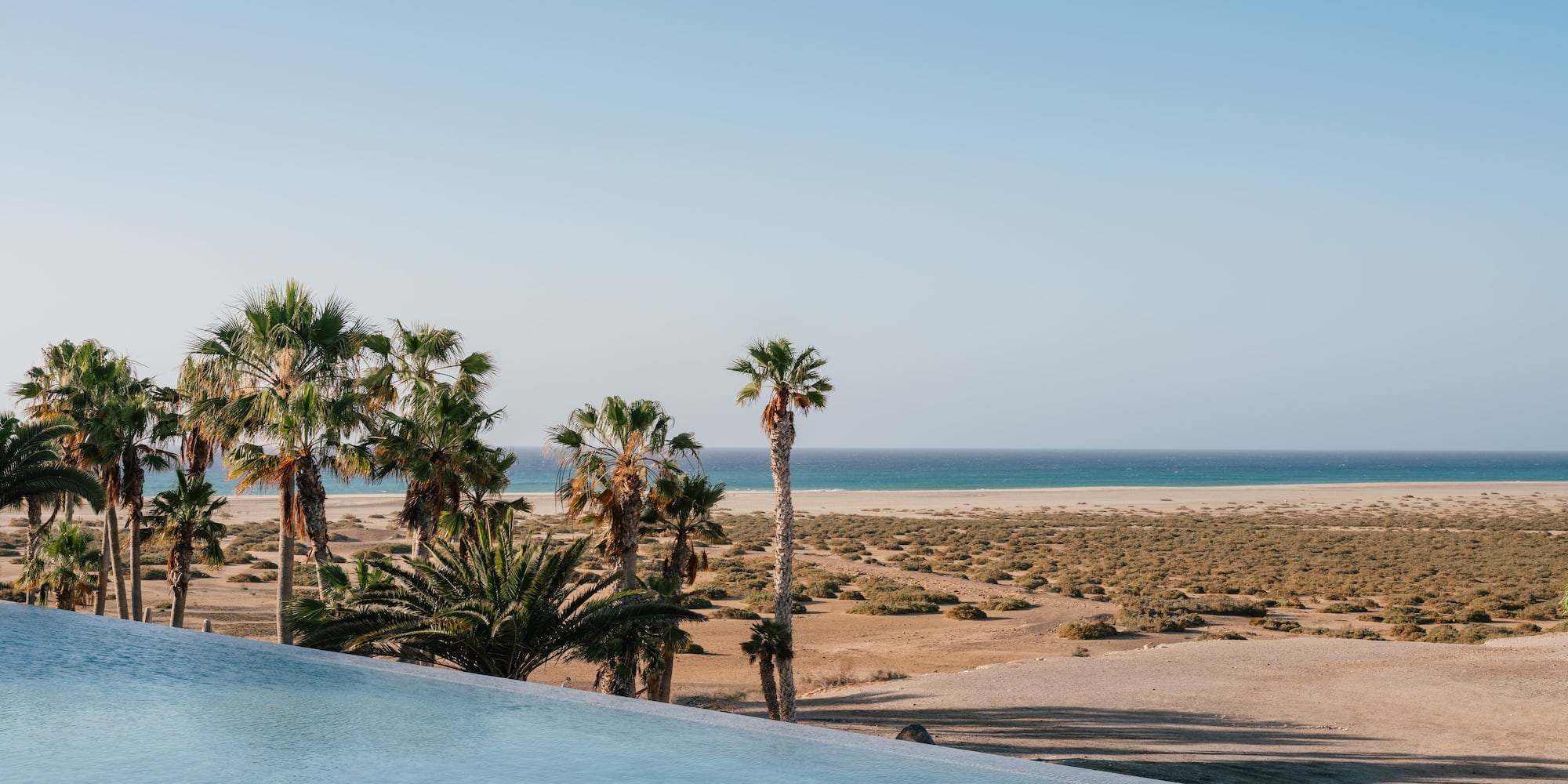 Infinity pool view of palm trees, arid beach, and ocean under blue sky.