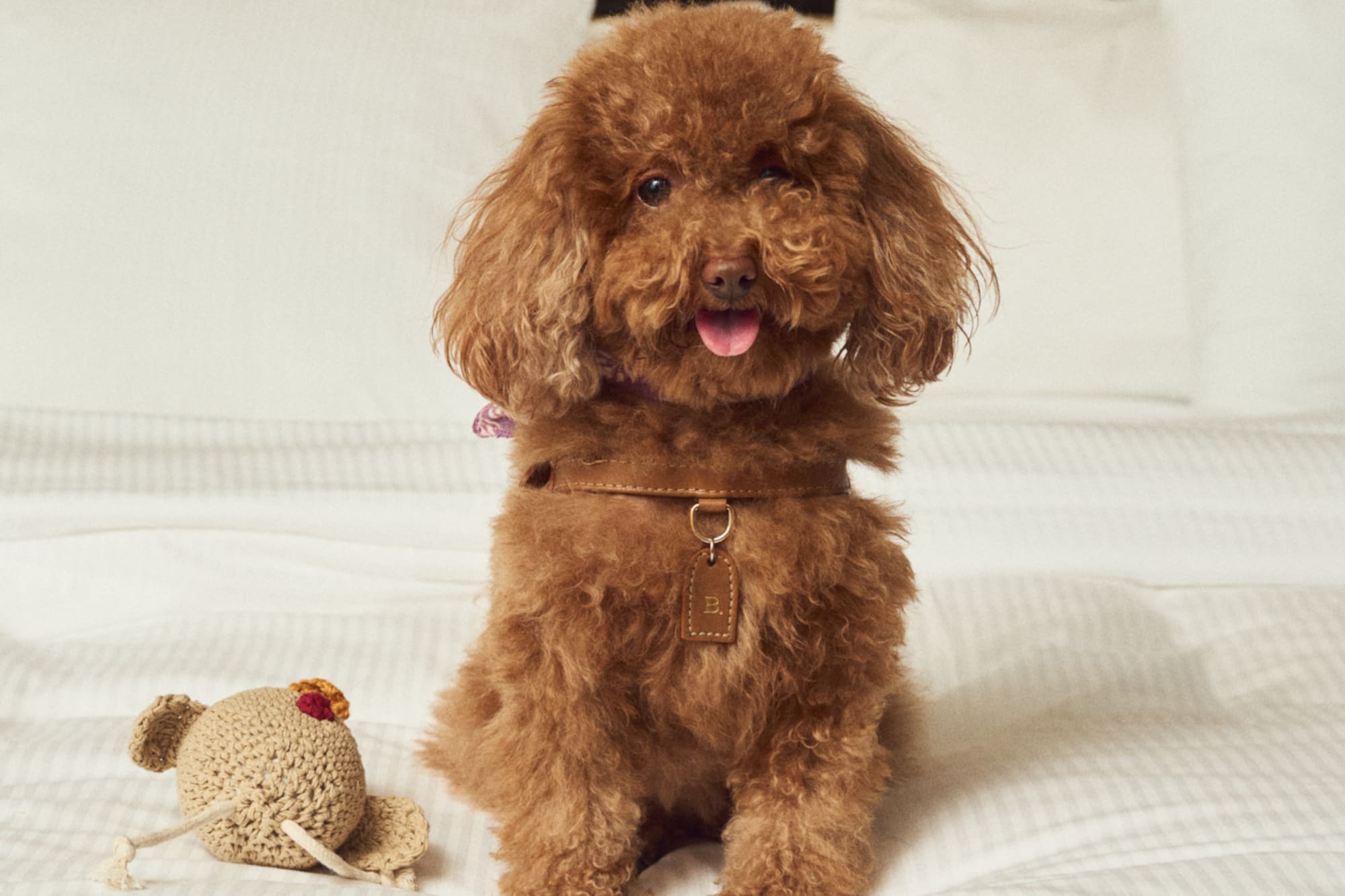 a dog sitting on a bed