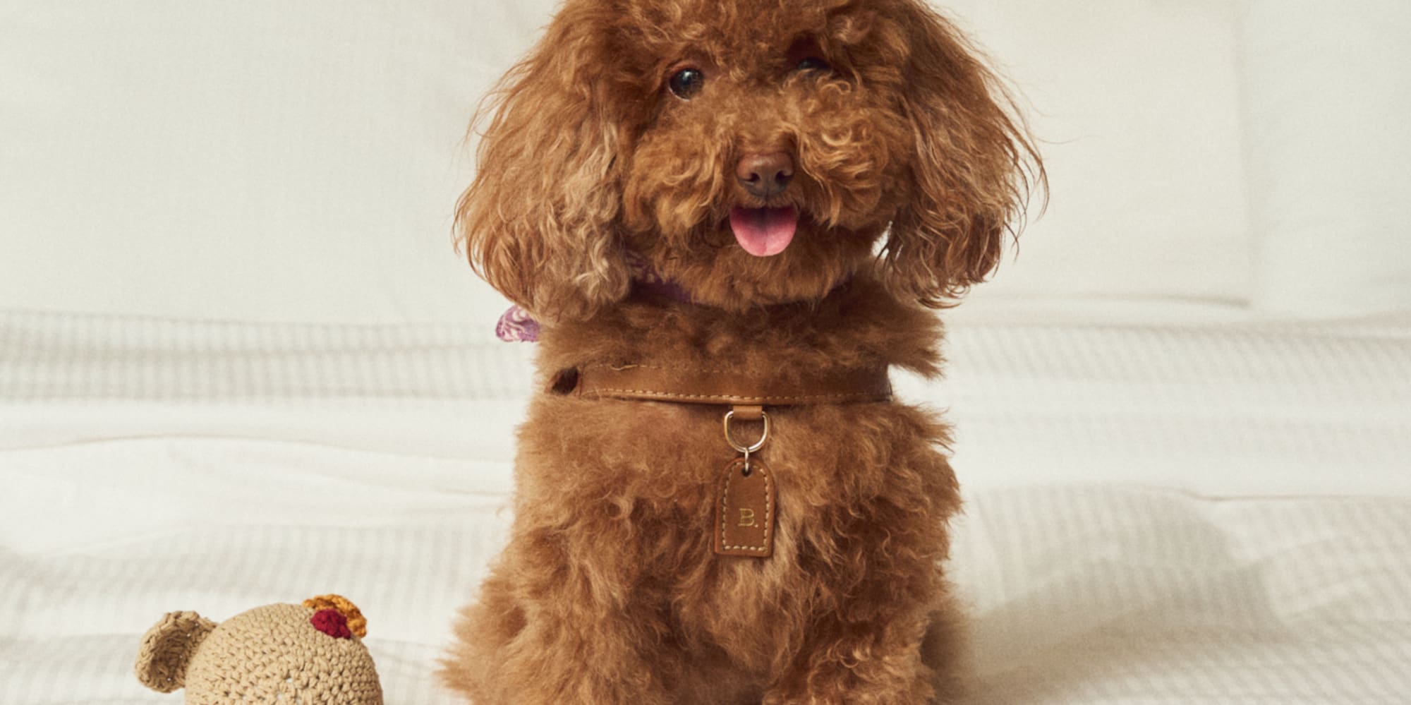 a dog sitting on a bed