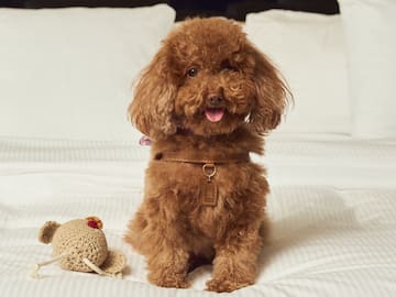 a dog sitting on a bed