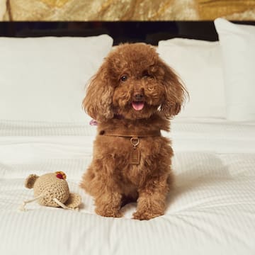 a dog sitting on a bed