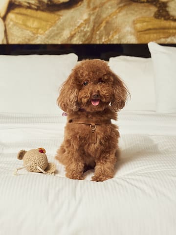 a dog sitting on a bed