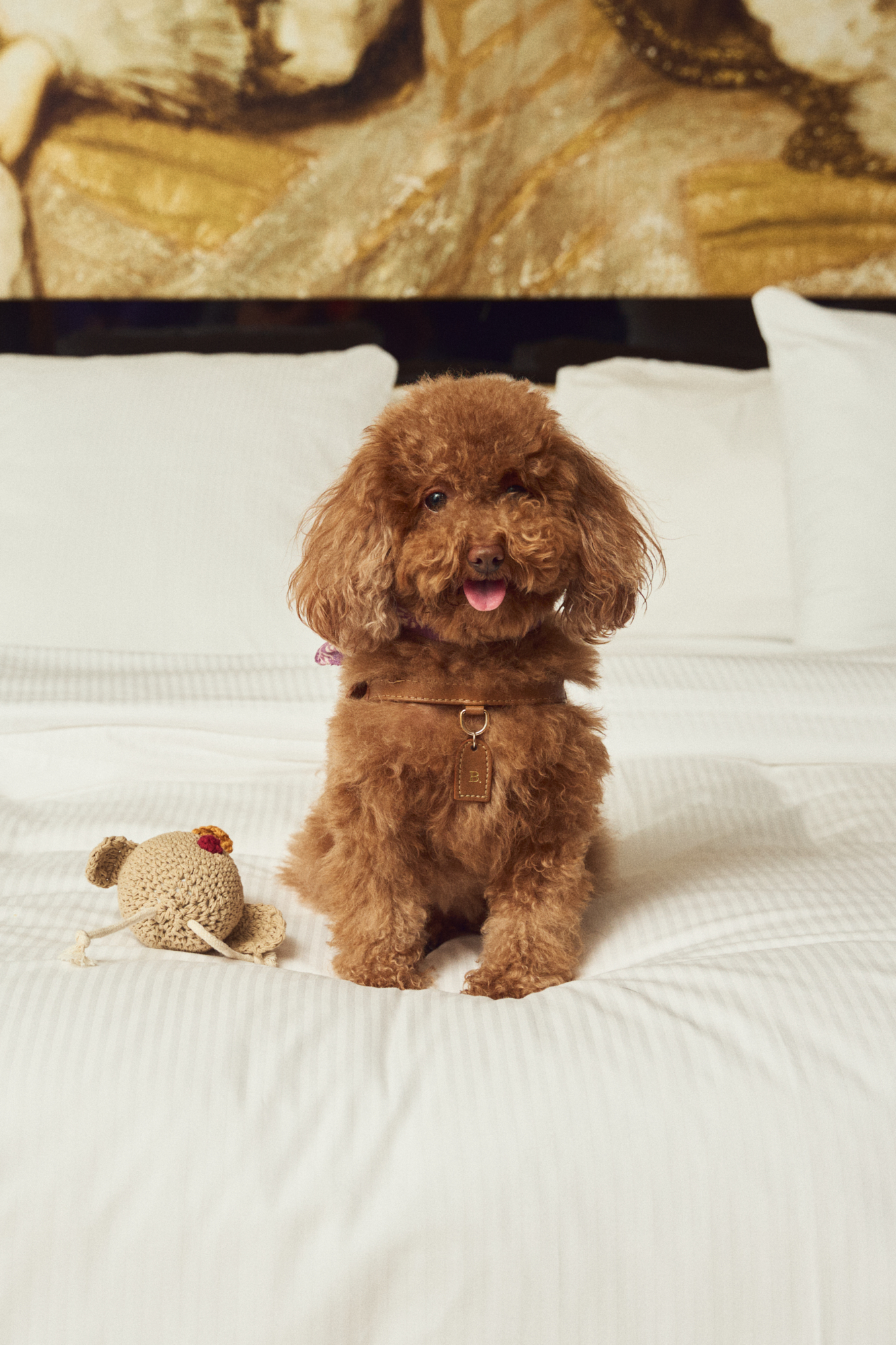 Brown poodle dog on white bed with toy, wearing leather harness. Pet friendly.