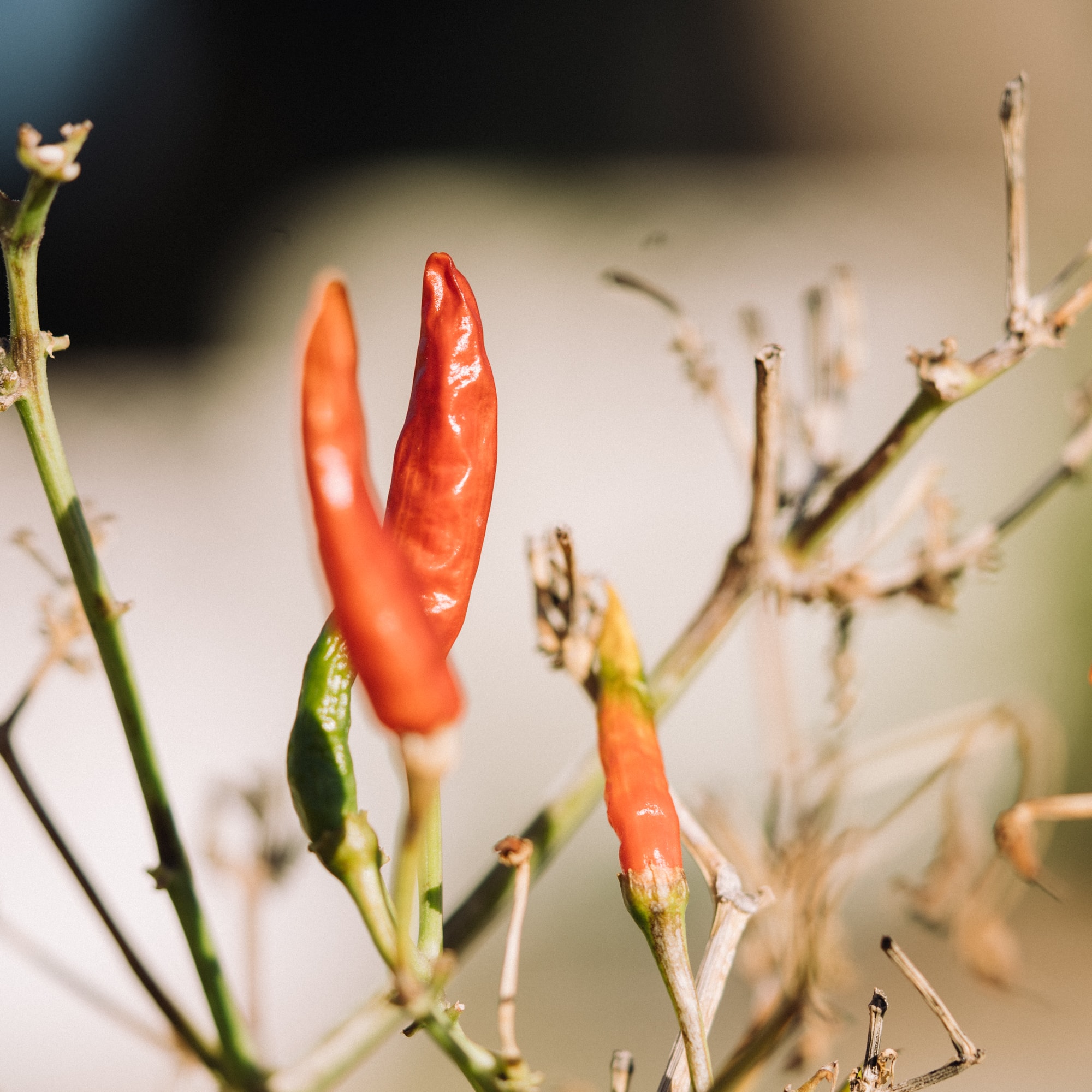 a red peppers growing on a plant