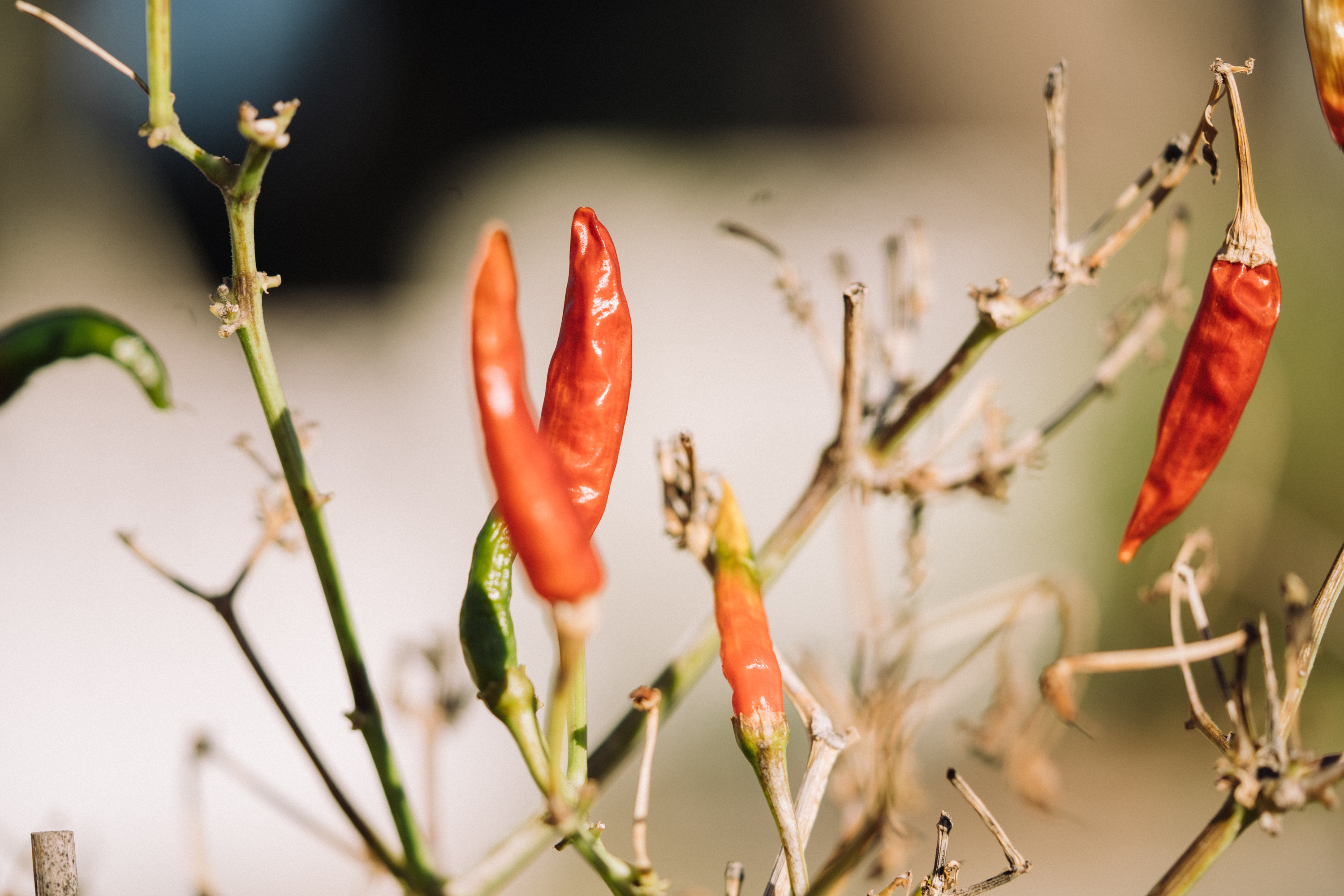 a red peppers growing on a plant