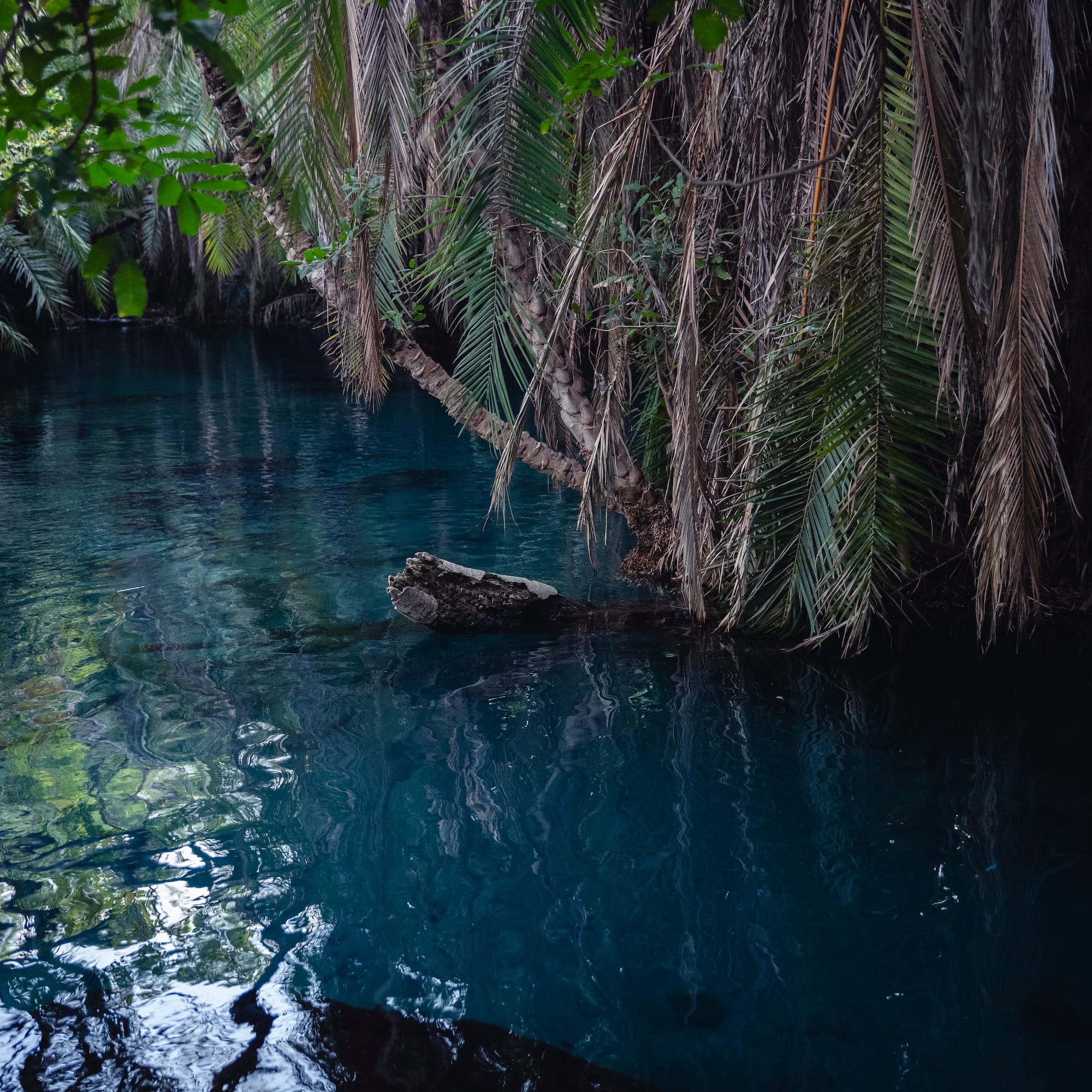 a body of water with trees and branches