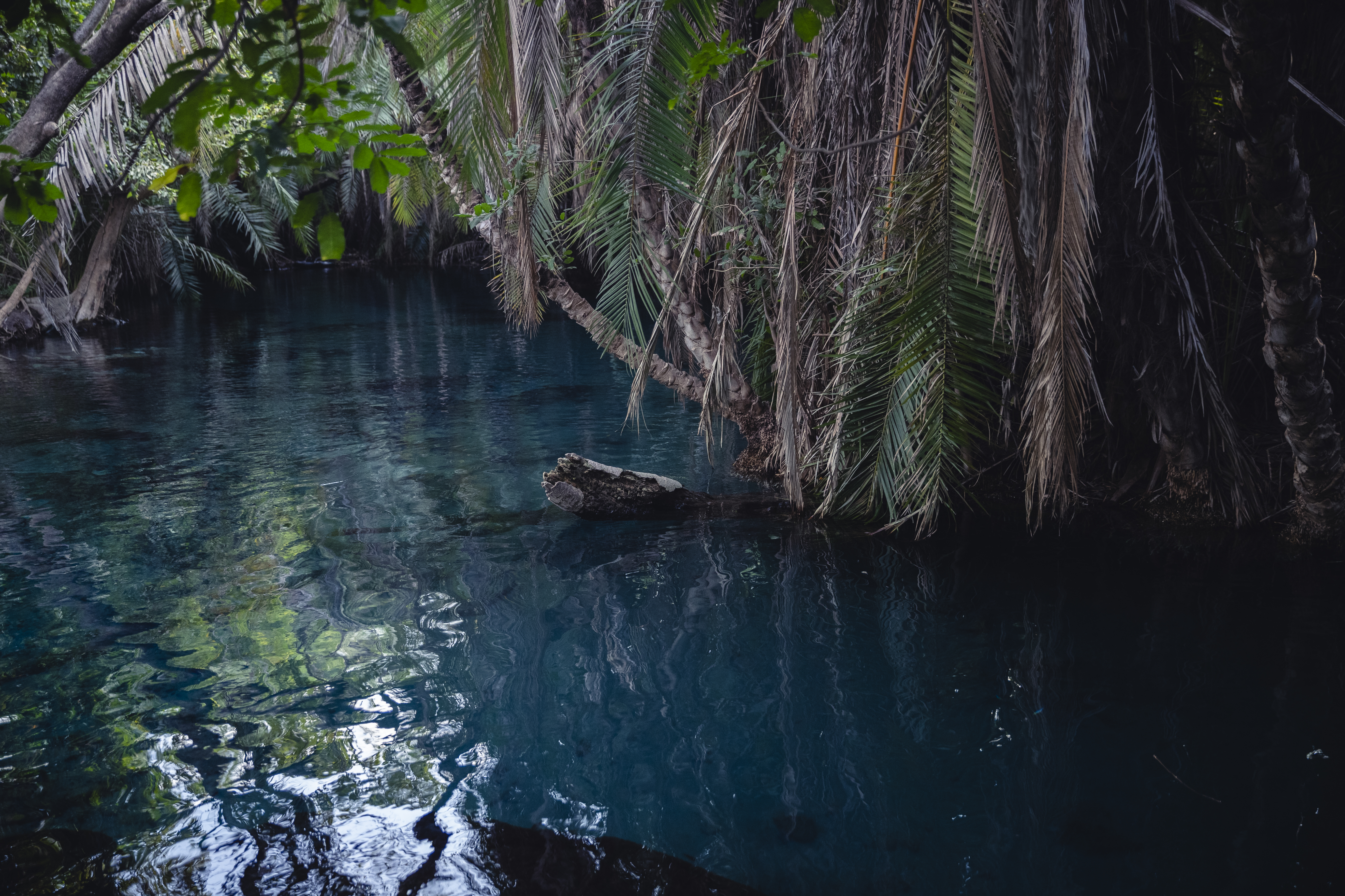 a body of water with trees and branches