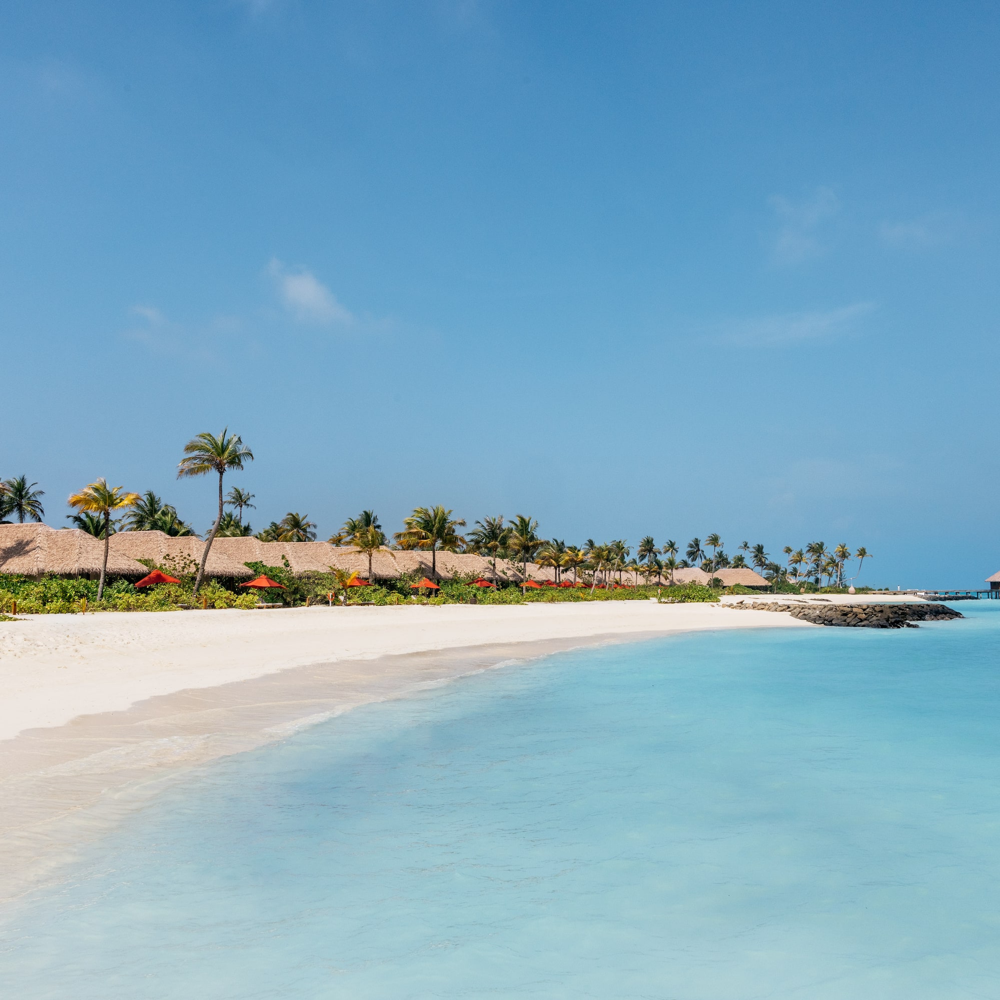 a beach with palm trees and a dock