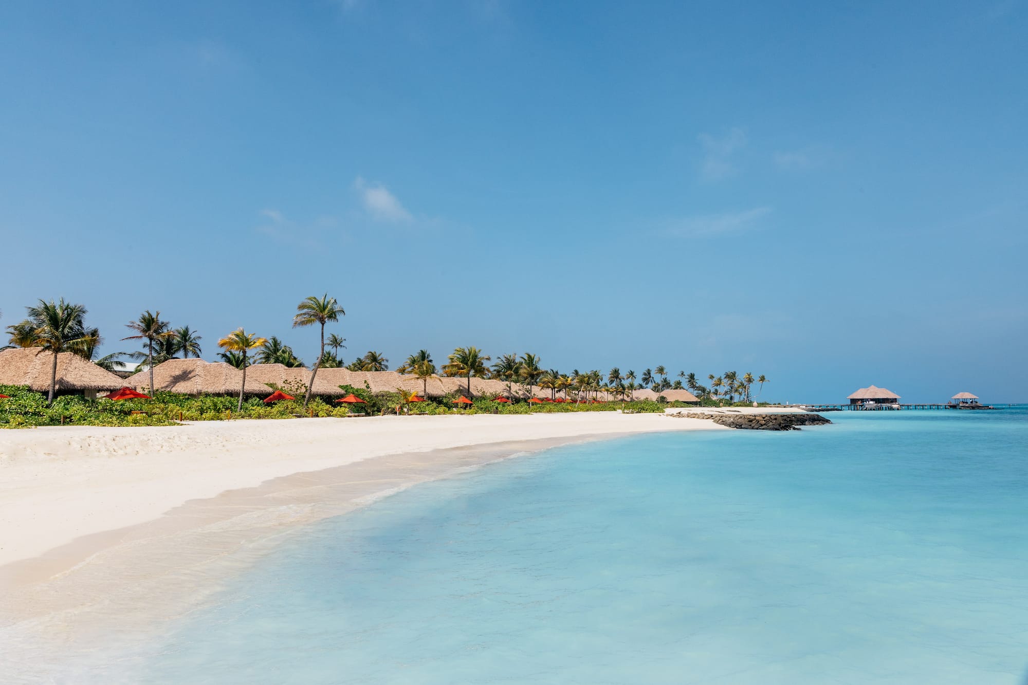 a beach with palm trees and a dock