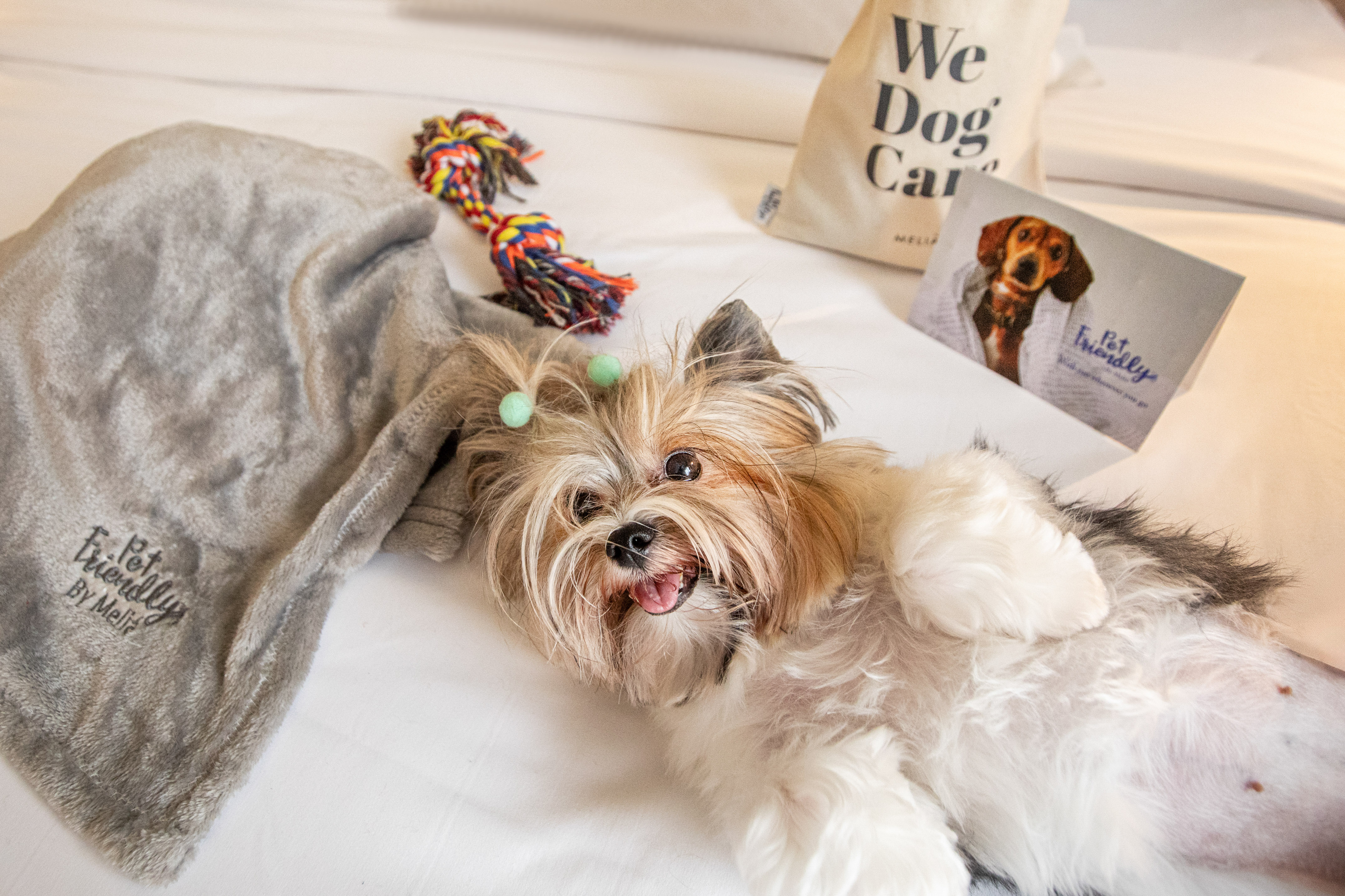 Fluffy dog on hotel bed with pet-friendly blanket, toy, and Meliã welcome kit.
