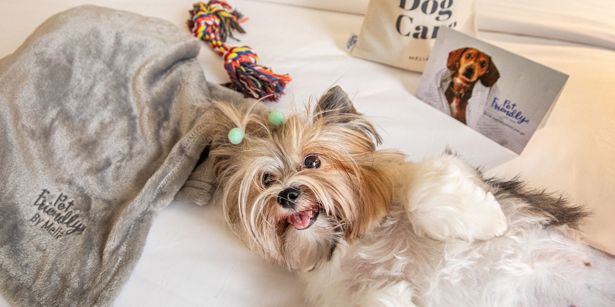 Fluffy dog on hotel bed with pet-friendly blanket, toy, and Meliã welcome kit.