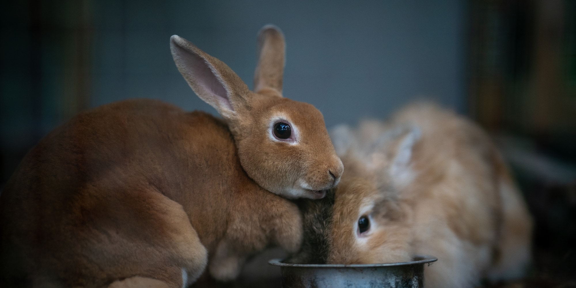 a rabbit eating from a bowl