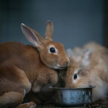 a rabbit eating from a bowl