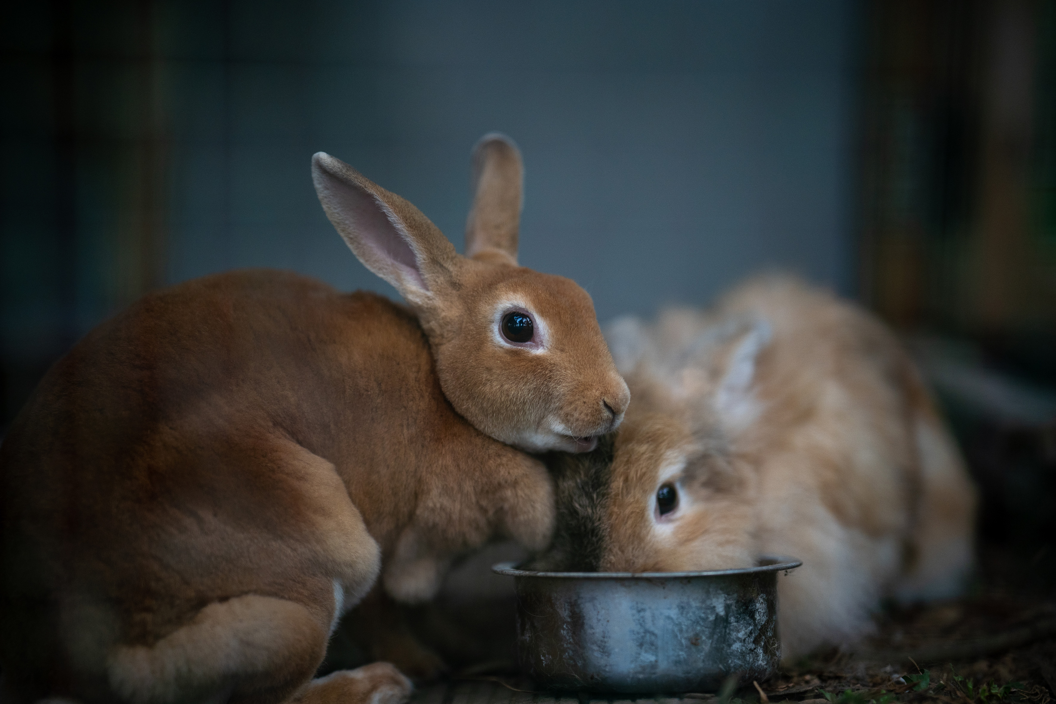 a rabbit eating from a bowl